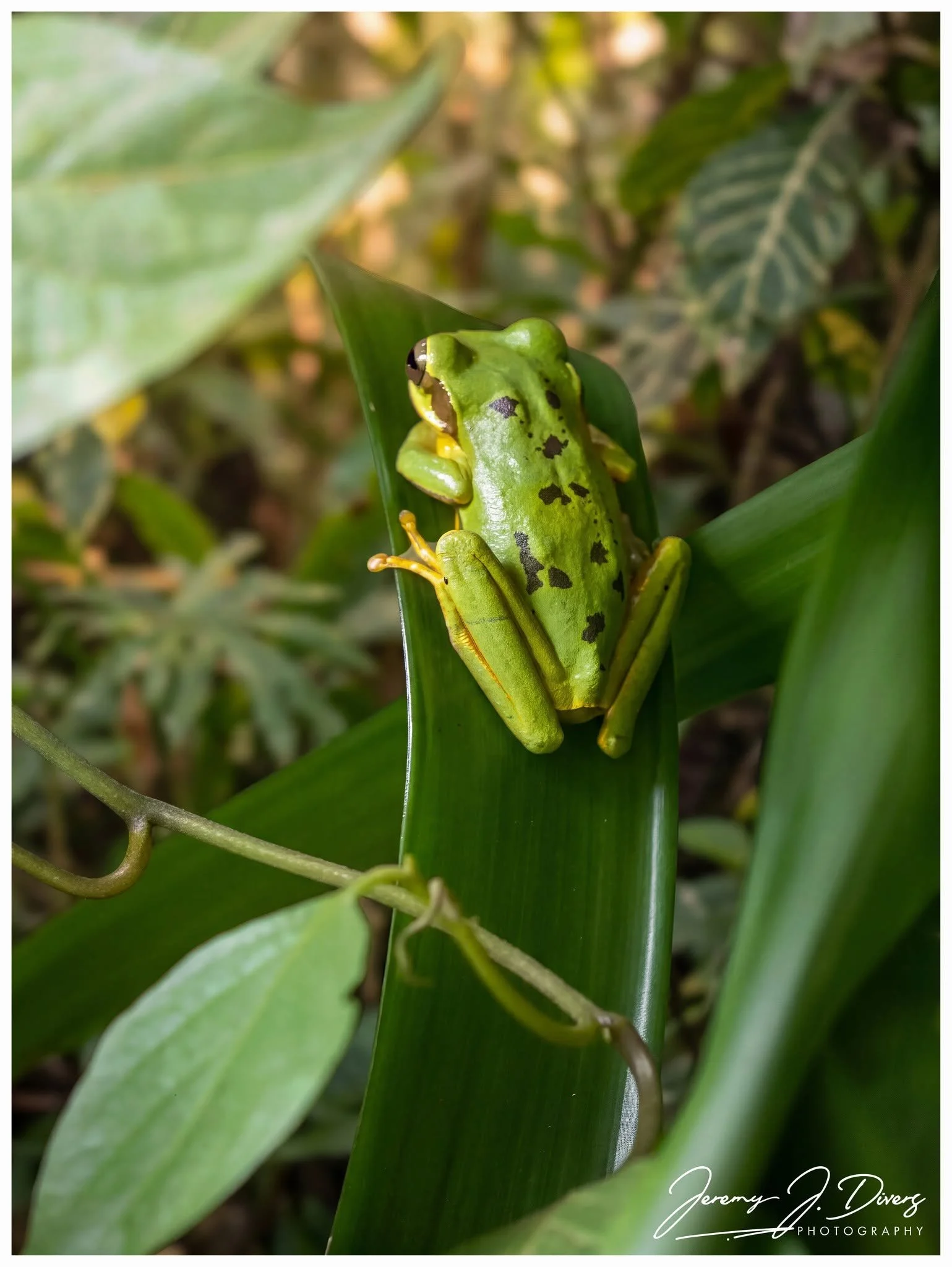 "Masked Tree Frog" Tirimbina Biological Reserve, Sarapiquí, Costa Rica