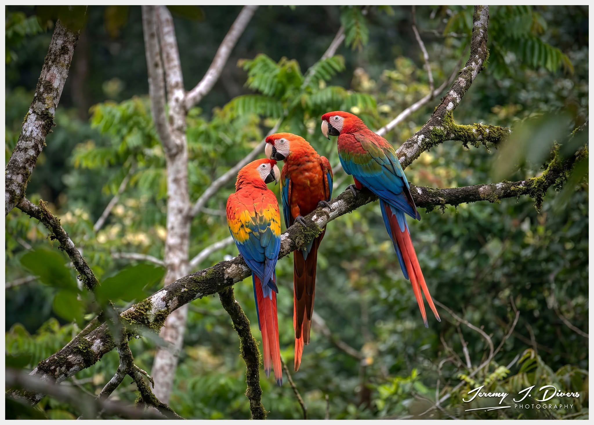 "The Scarlet Council" Hotel La Hacienda, Alajuela Province, Costa Rica