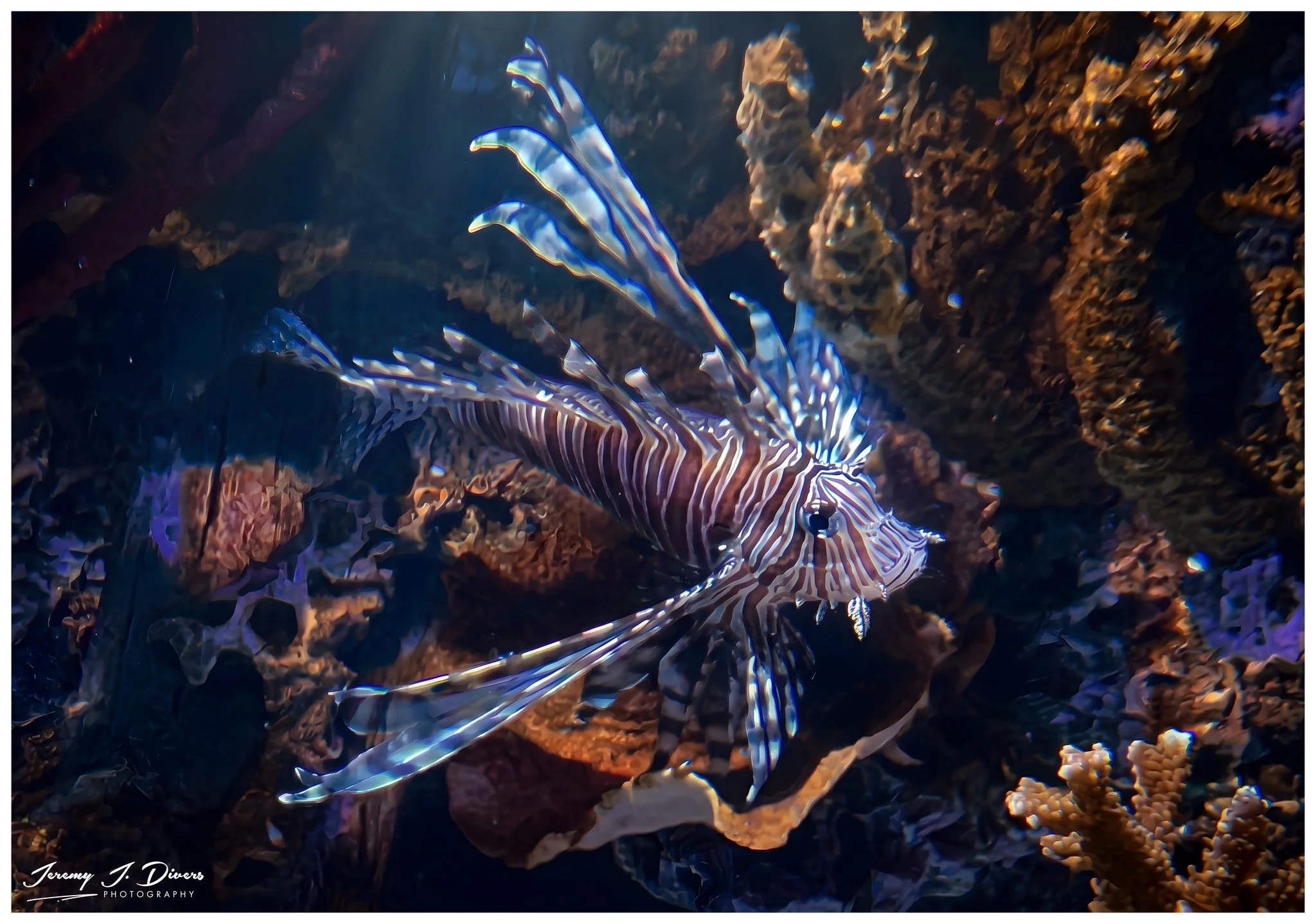 "Lion Fish" (C)