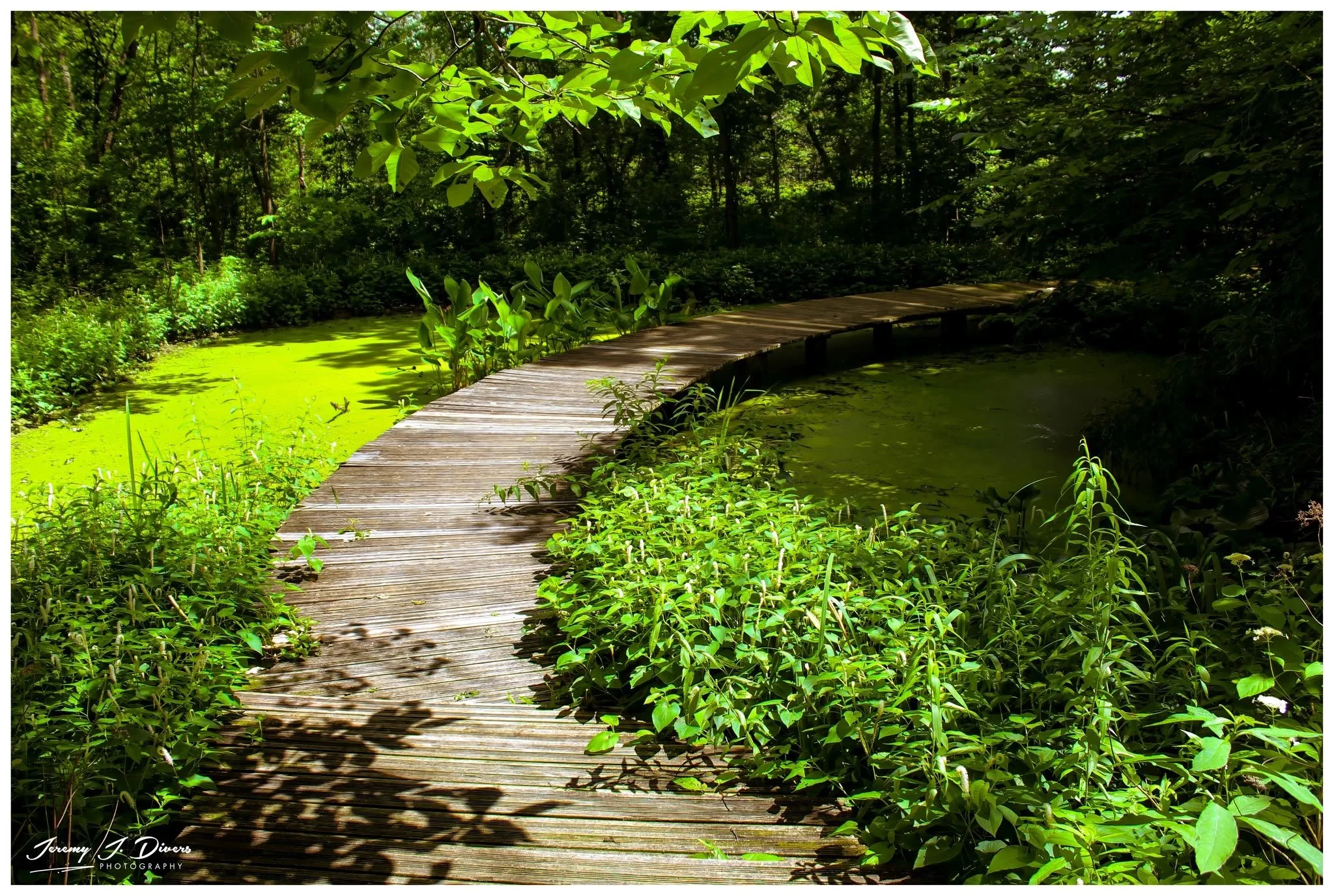 "The Emerald Crossing," (C) Shaw Nature Reserve, Gray Summit, MO