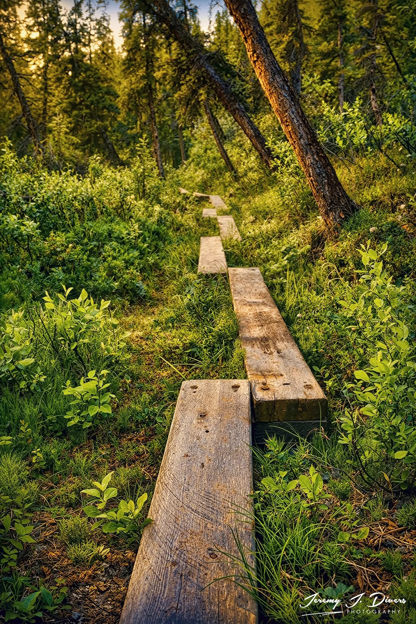 “Where the Forest Leads” Denali National Park, Alaska