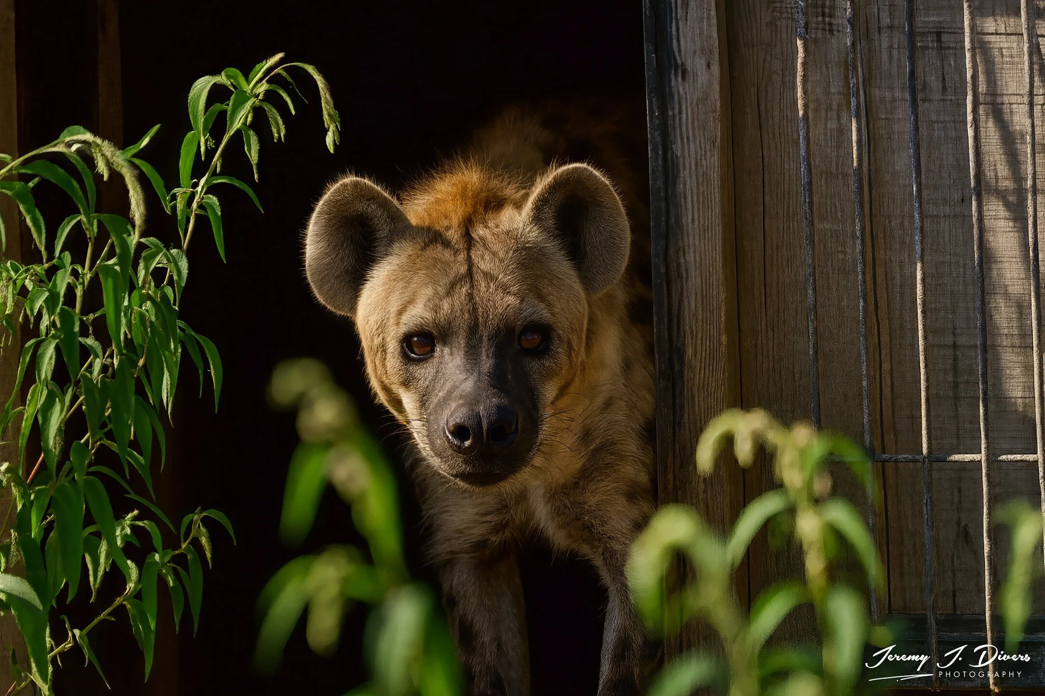 "Curious Hyena" Branson Animal Safari