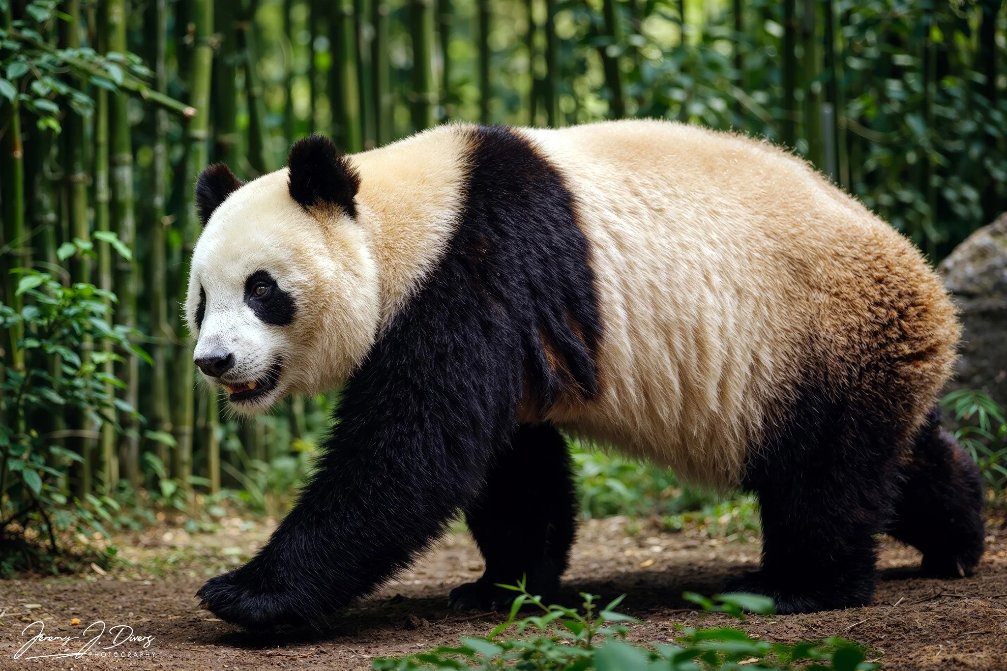"Panda Life" (A) San Diego Zoo