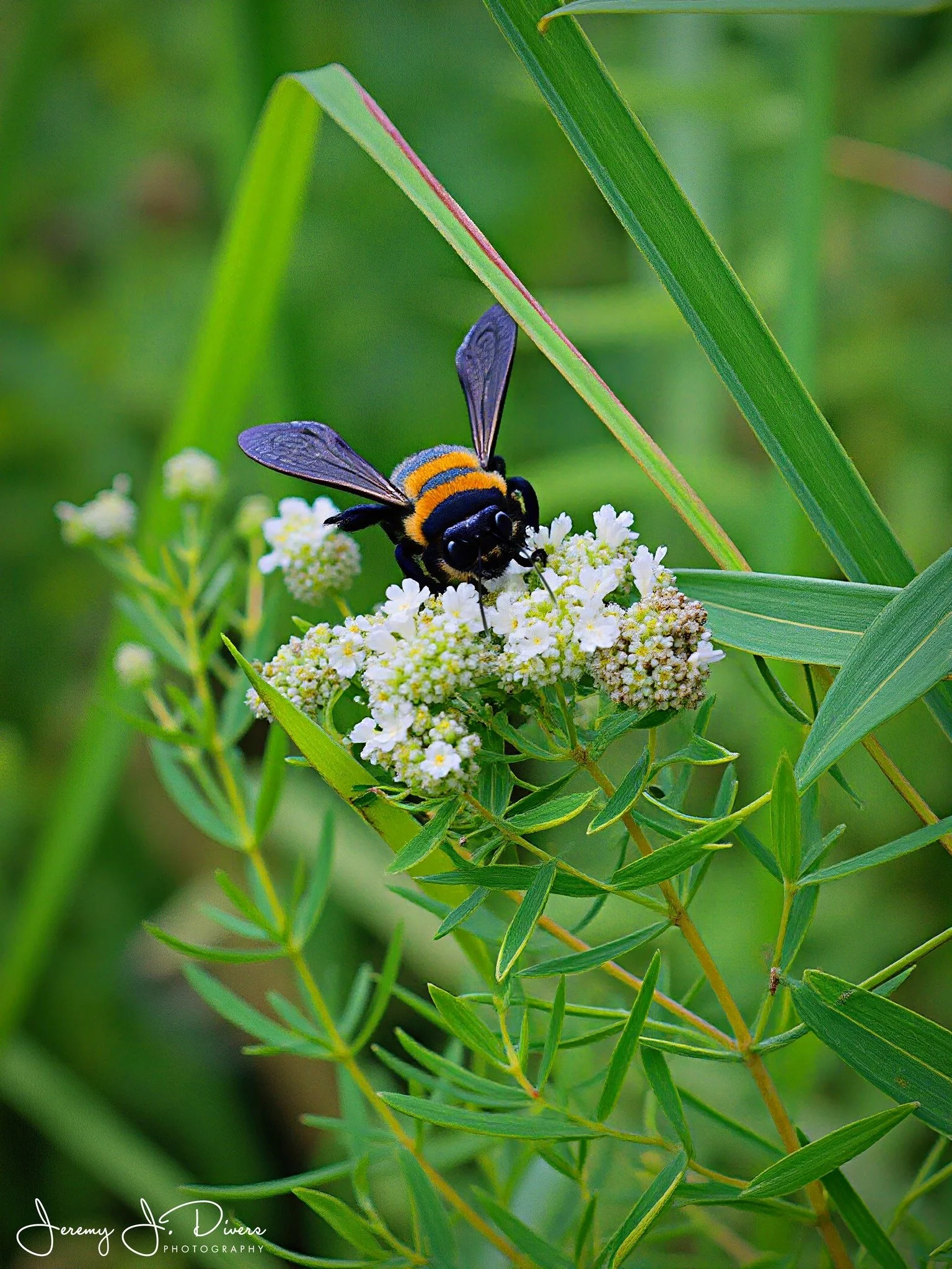 "Ballad of the Bumblebees" (B) Shaw Nature Reserve, Gray Summit, Missouri