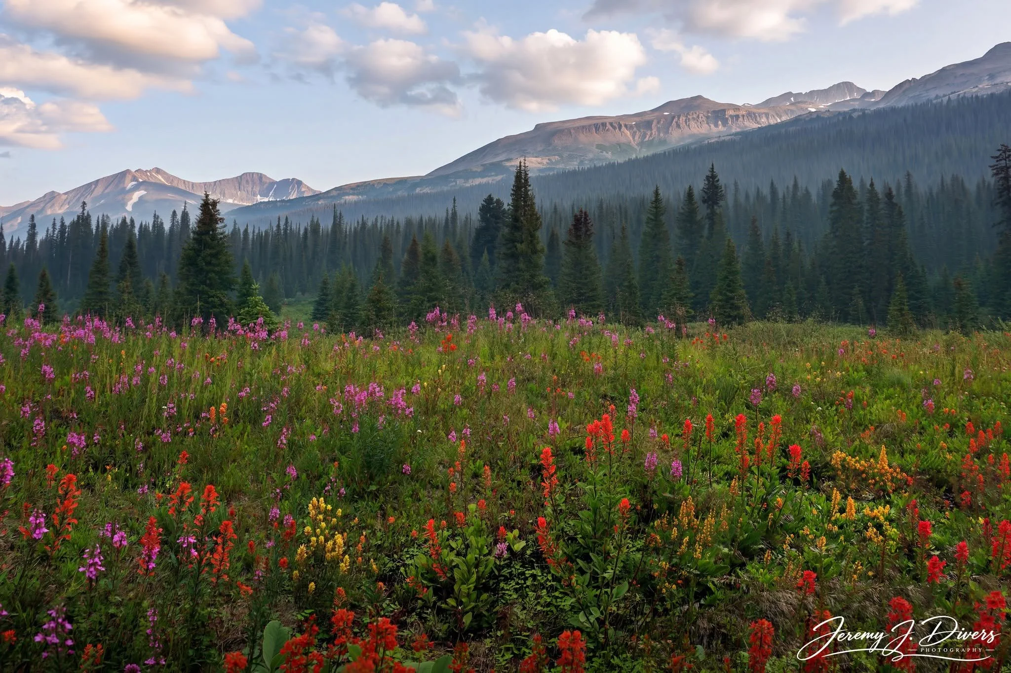 "Rocky Mountain Wildflower Symphony" Banff National Park, Alberta, Canad