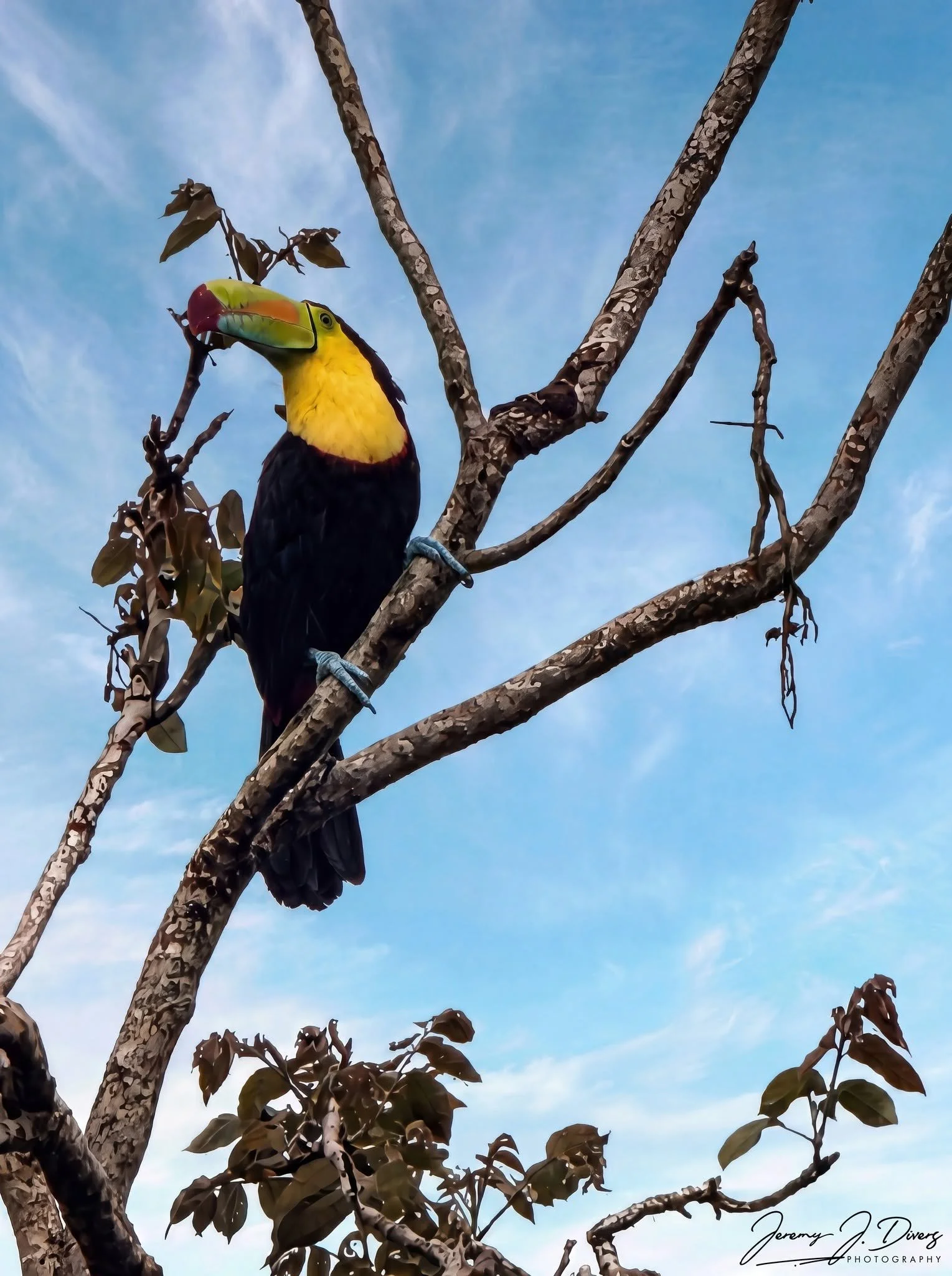 "Rainbow Billed Toucan" (B) Hotel La Hacienda, Alajuela Province, Costa Rica
