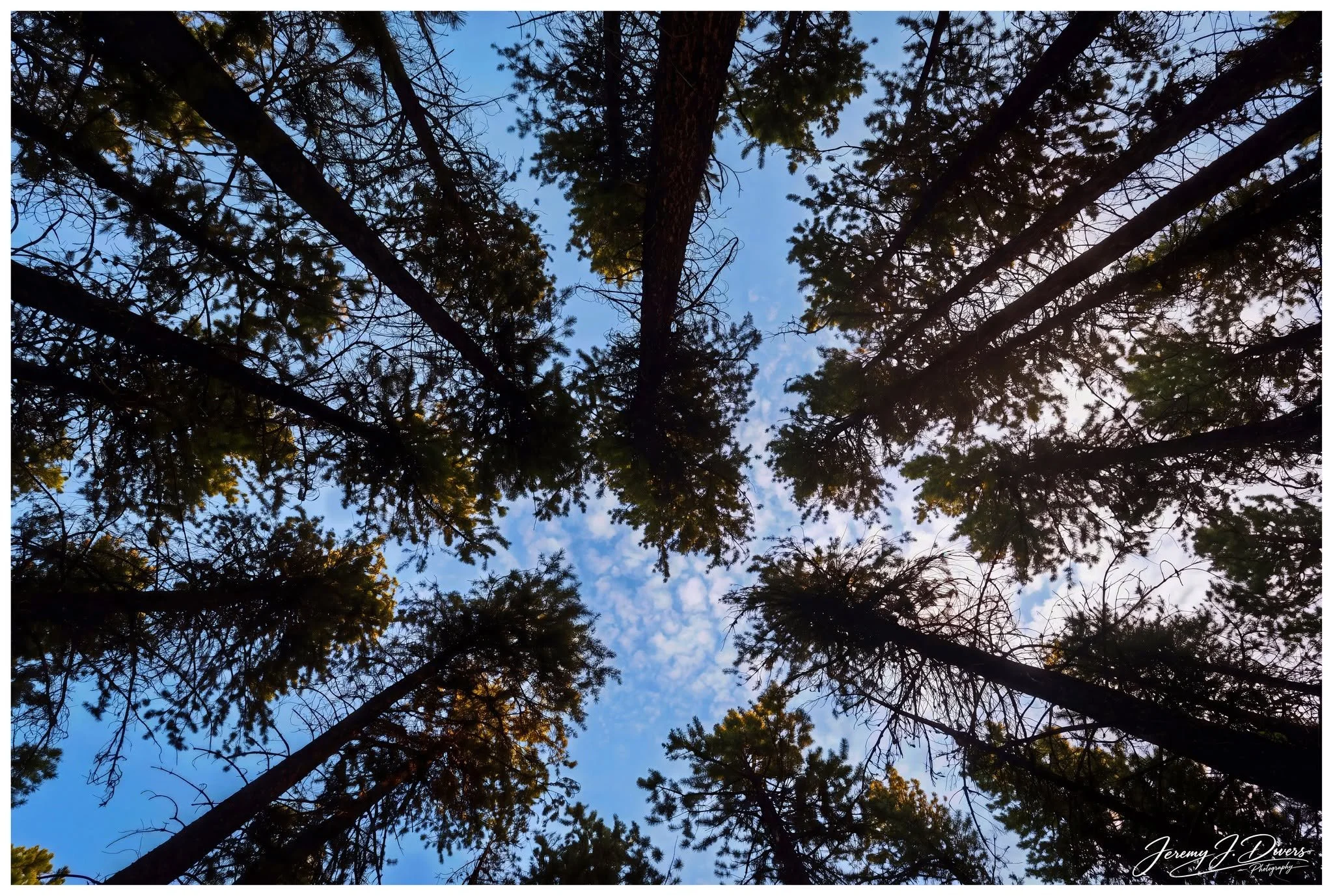 "Heaven Through the Pines" Banff National Park, Alberta, Canada