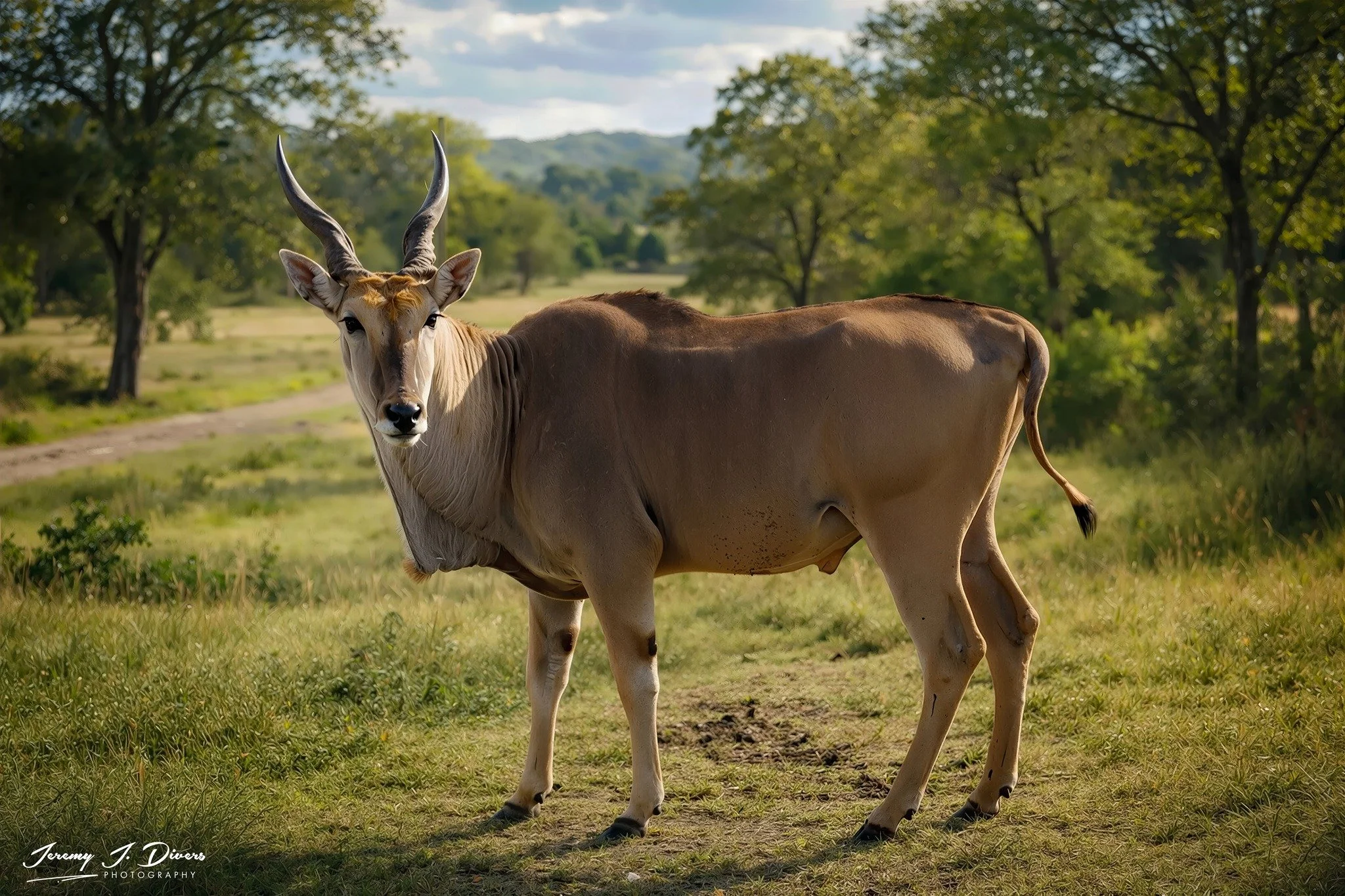 “Savanna Sentinel” Branson Animal Safari
