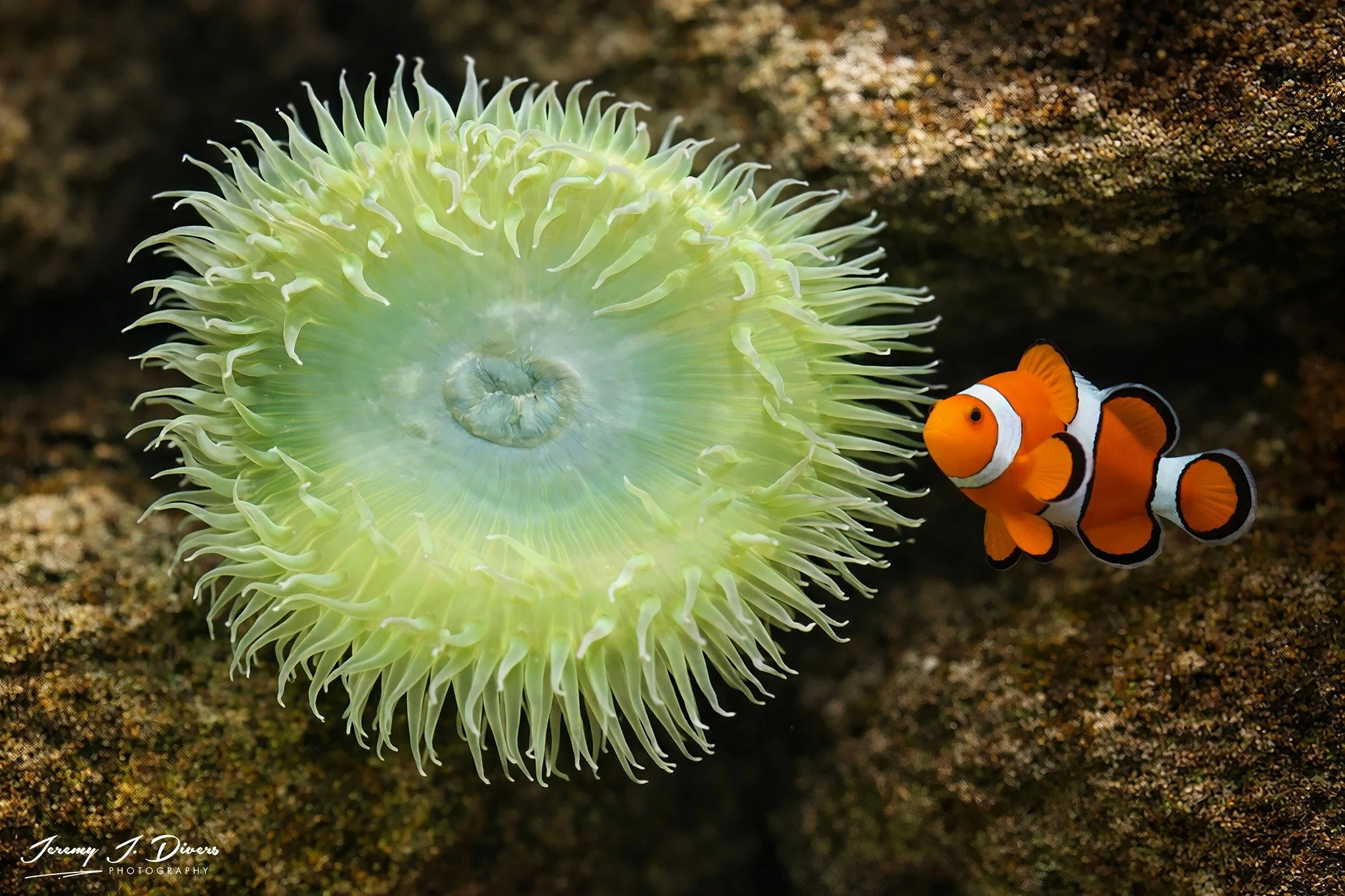 Ocellaris Clownfish swimming next to a solitary Giant Green Anemon