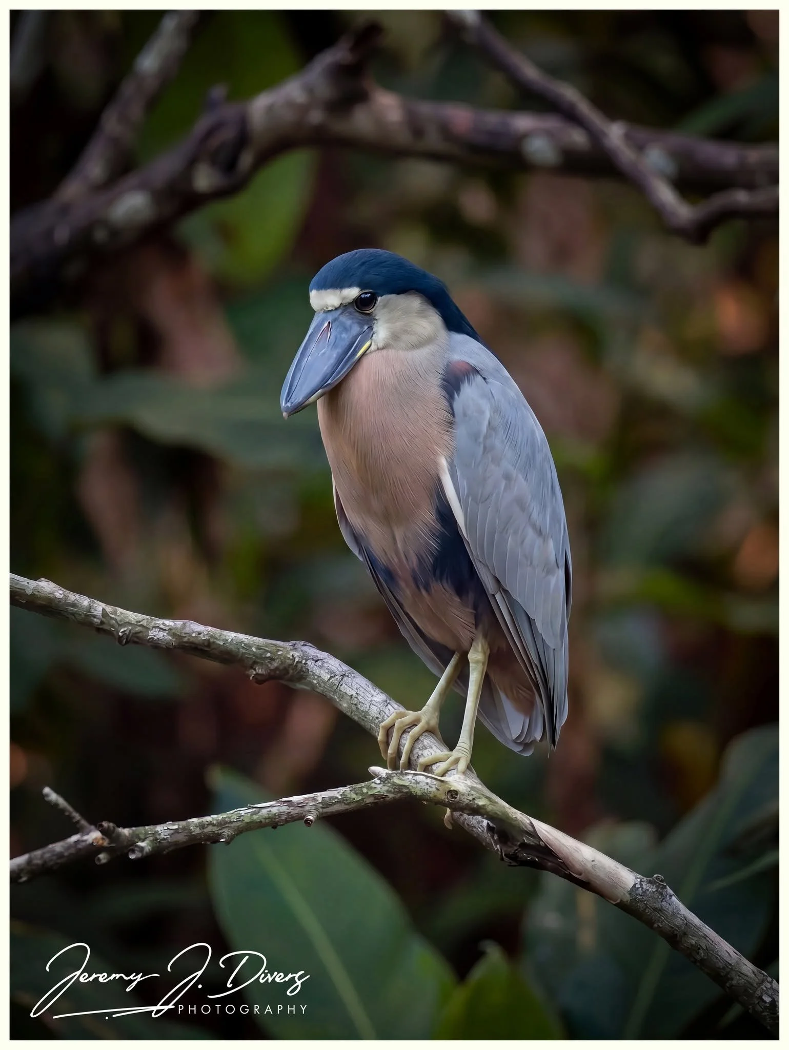"Boat-billed Heron" Hotel La Hacienda, Alajuela Province, Costa Rica