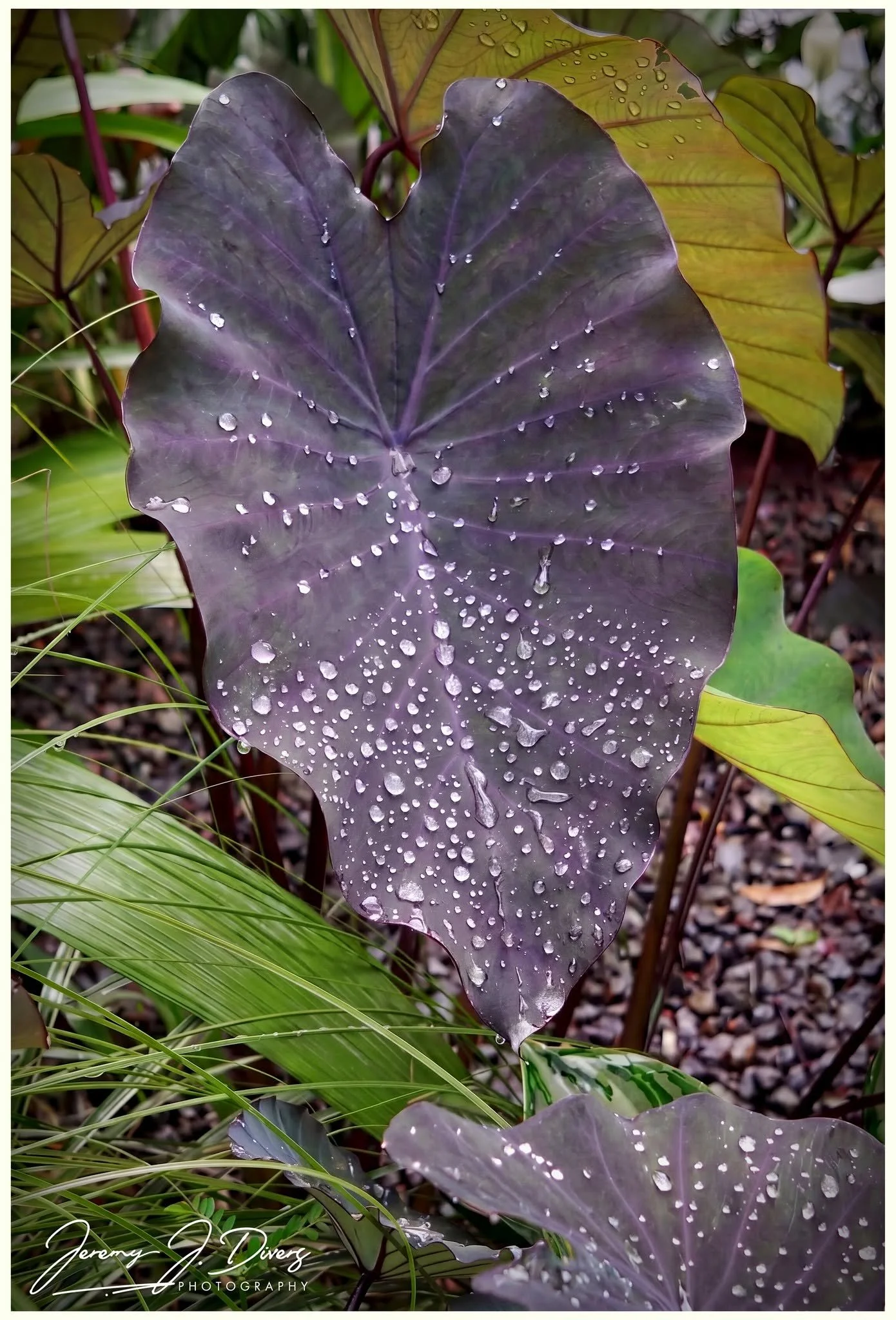 "Black Magic Elephant Ear" Selva Verde Lodge, Sarapiquí, Costa Rica
