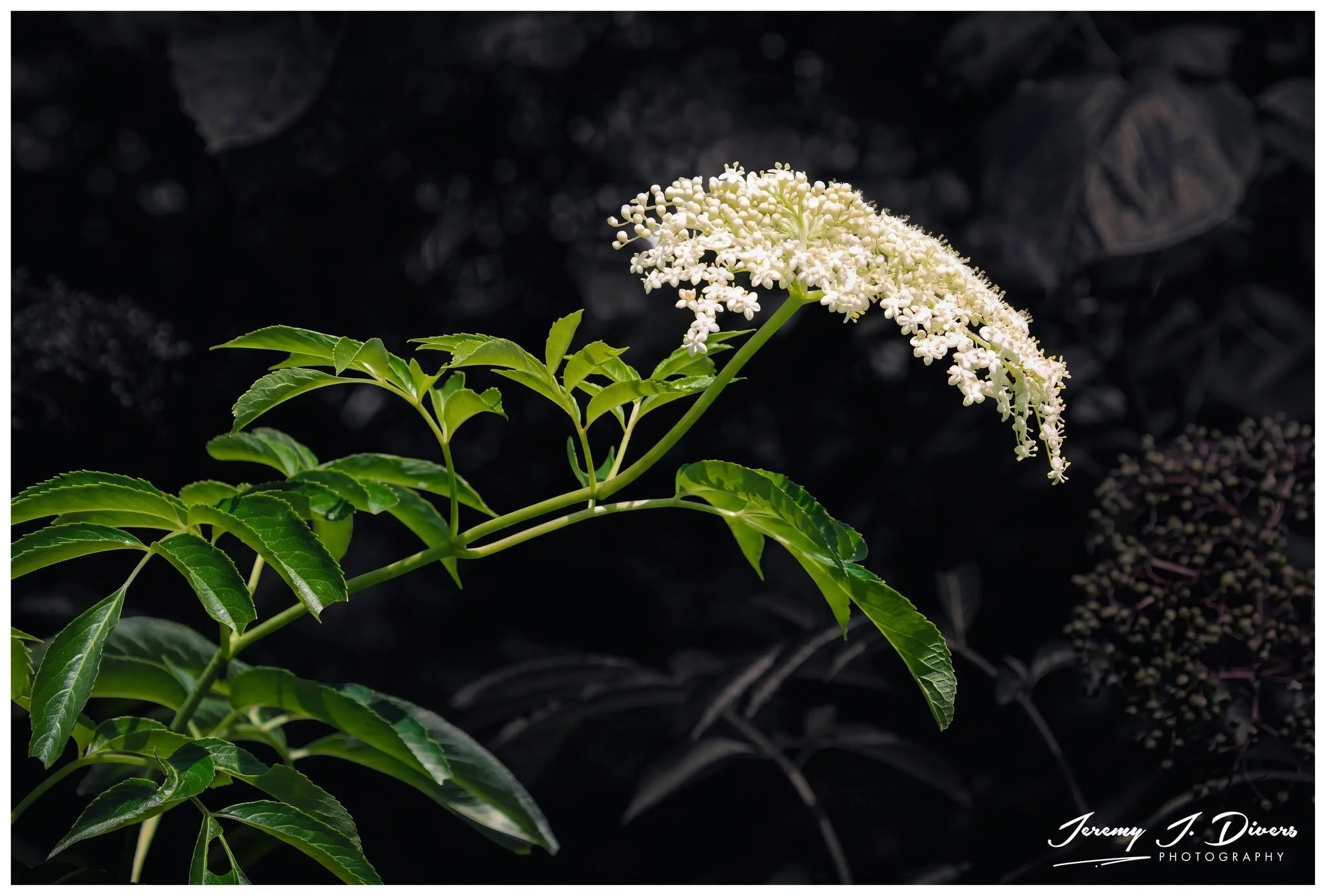 "Elderflower" Shaw Nature Reserve, Gray Summit, MO