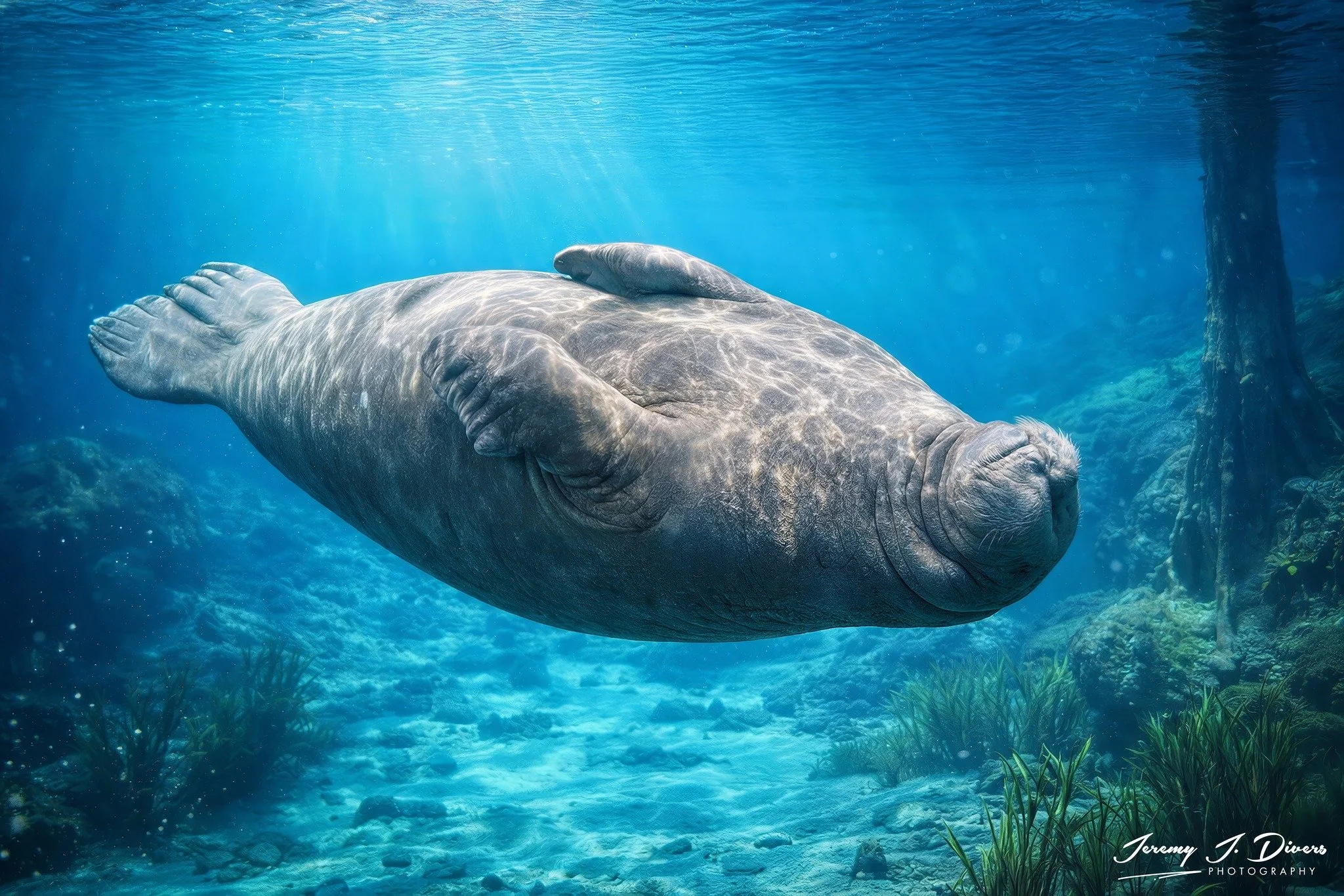 "Swimming Gracefully"  Sea World, SanDiego, California