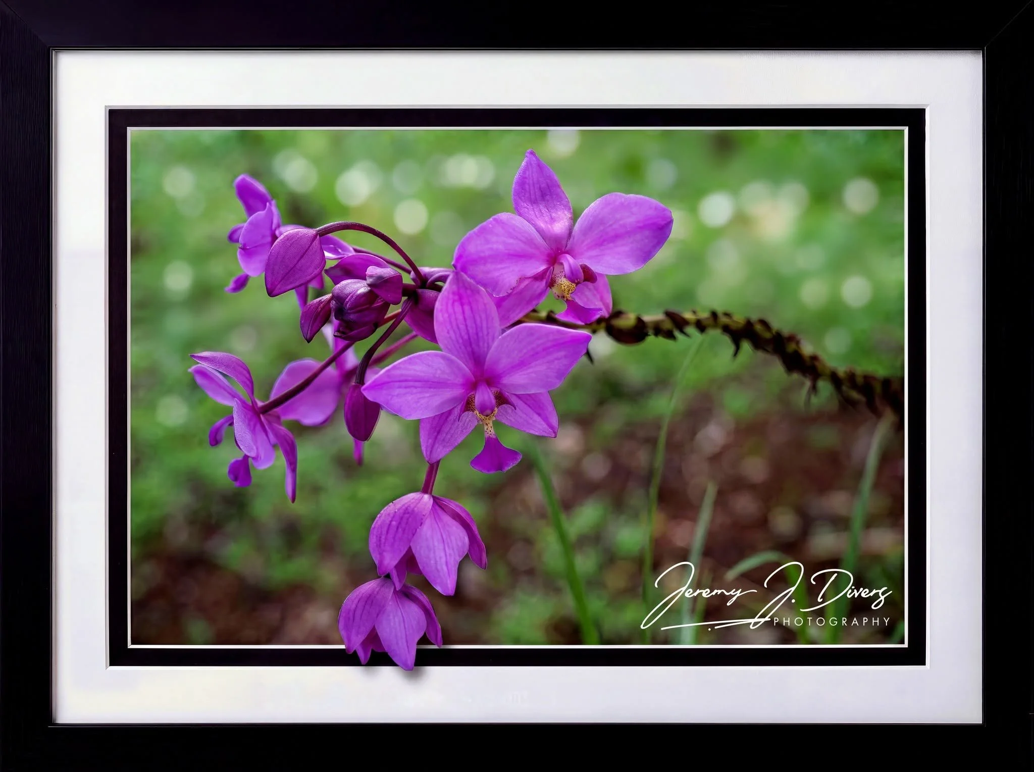 "Philippine Ground Orchid" Hotel La Hacienda, Alajuela Province, Costa Rica