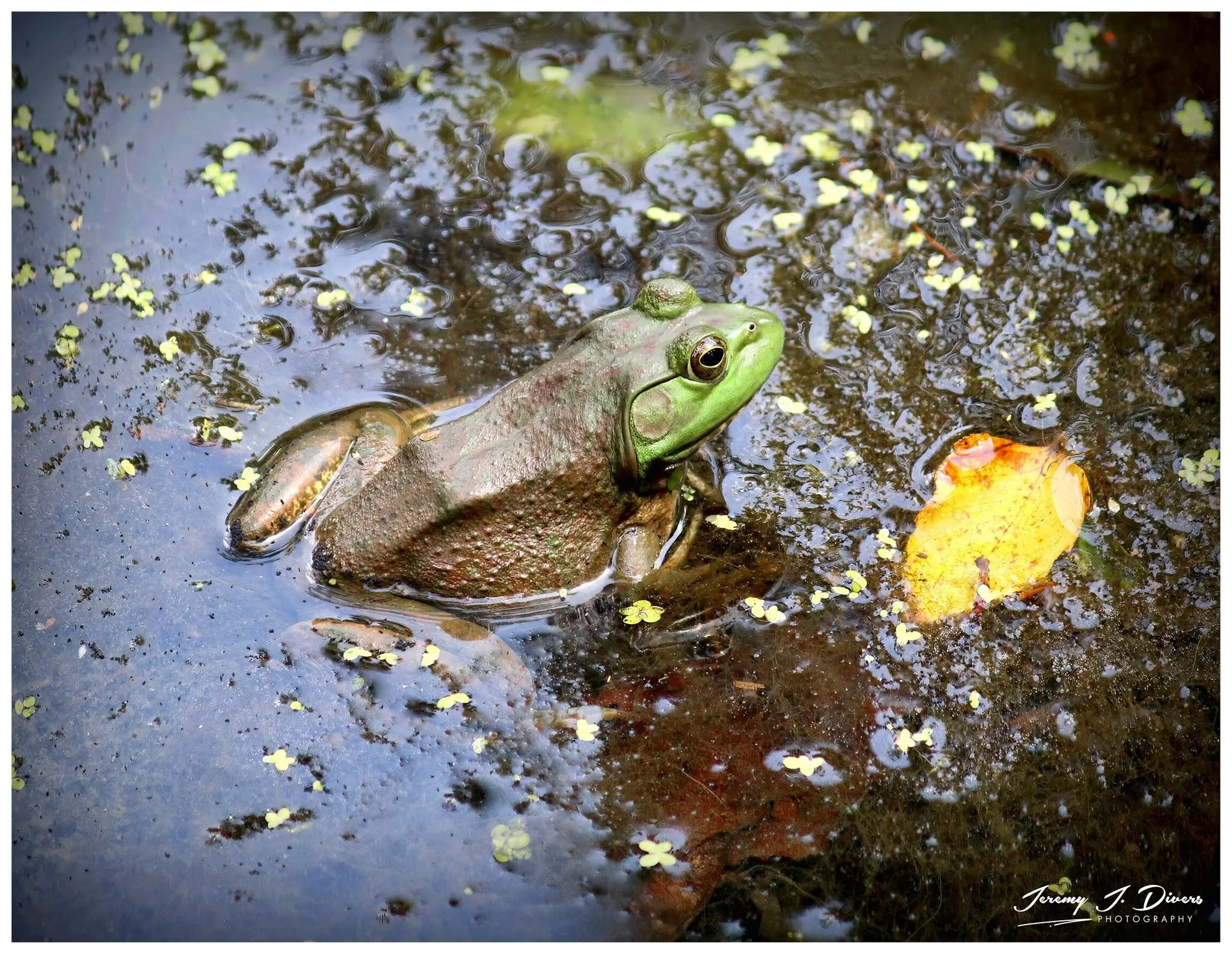 "American Bullfrog" Shaw Nature Reserve, Gray Summit, MO