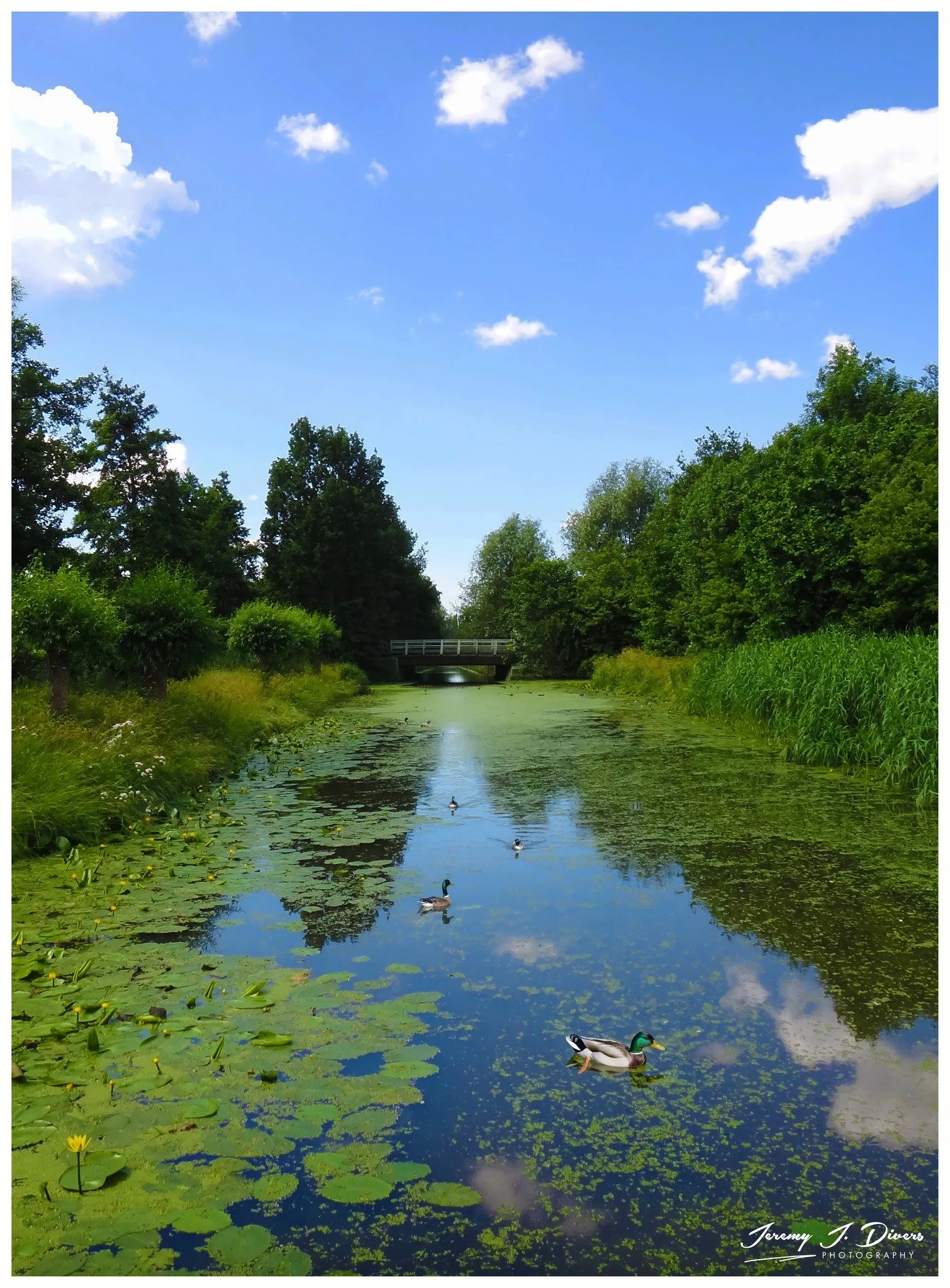 “Serenity on the Green Canal,” Utrecht, Netherlands