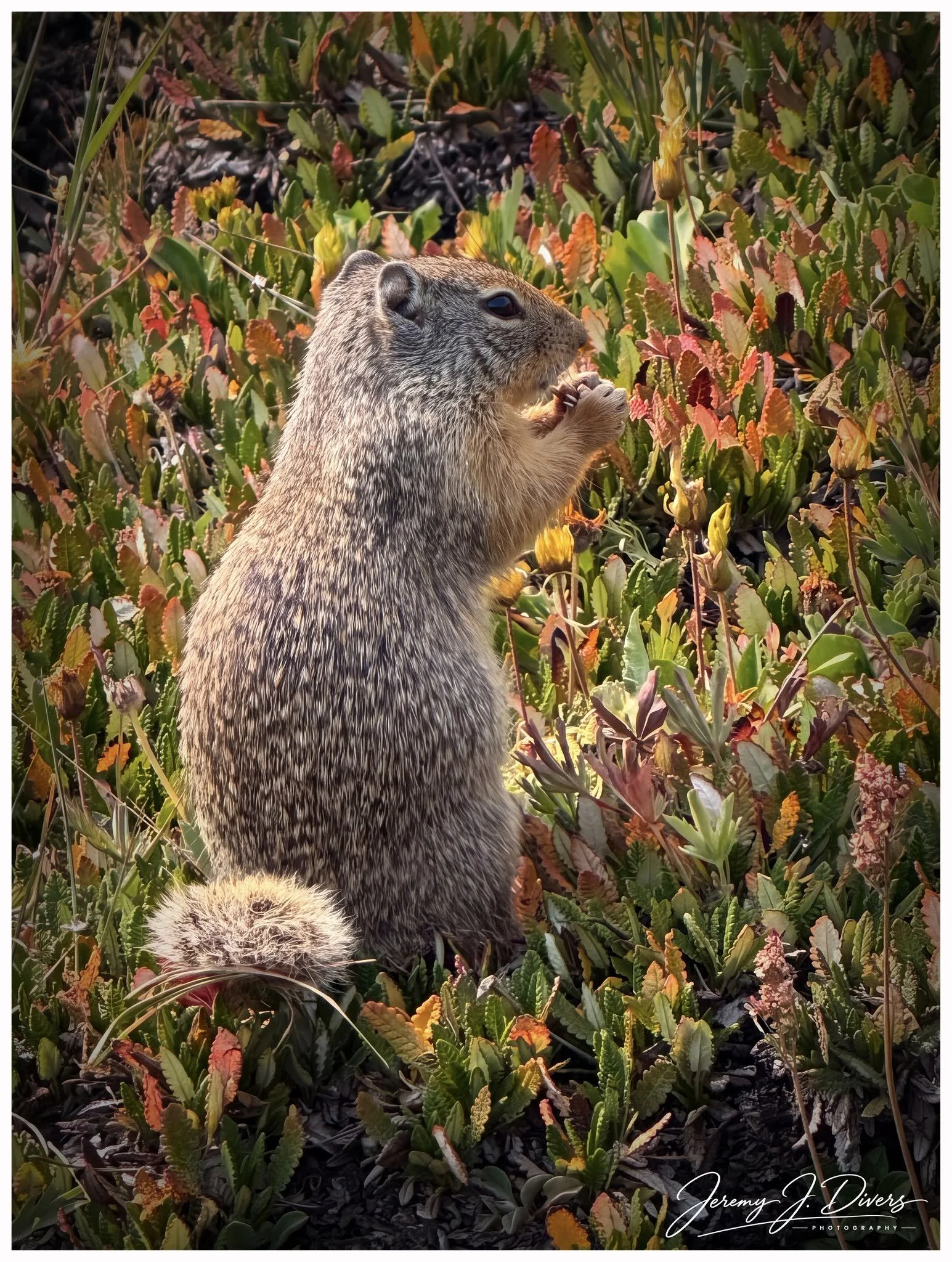 "Ground Squirrel Among the Alpine Vegetation" Banff National Park, Alberta, Canada