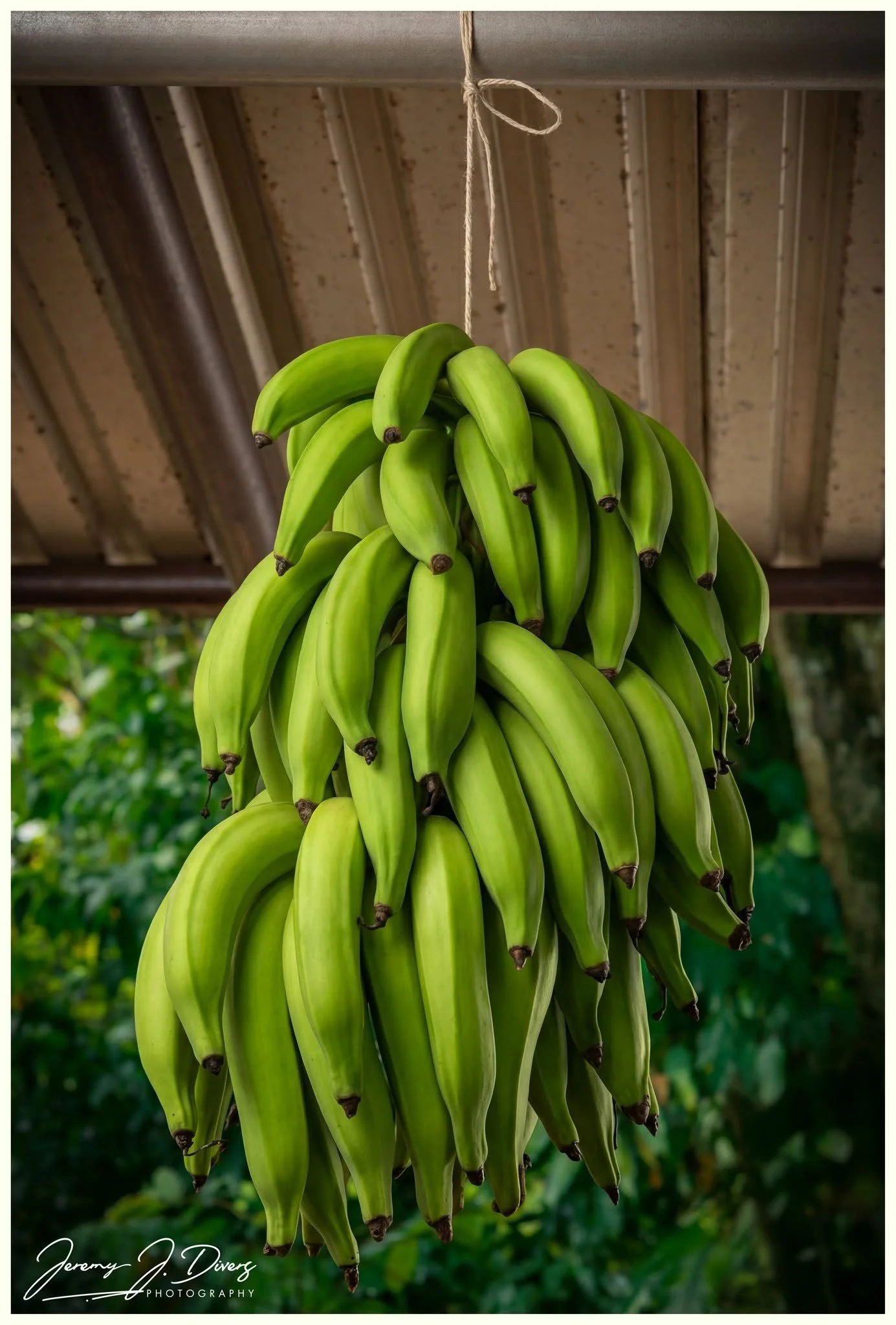 "Bundles of Bannanas" Finca Educativa Don Juan in La Fortuna, Costa Rica