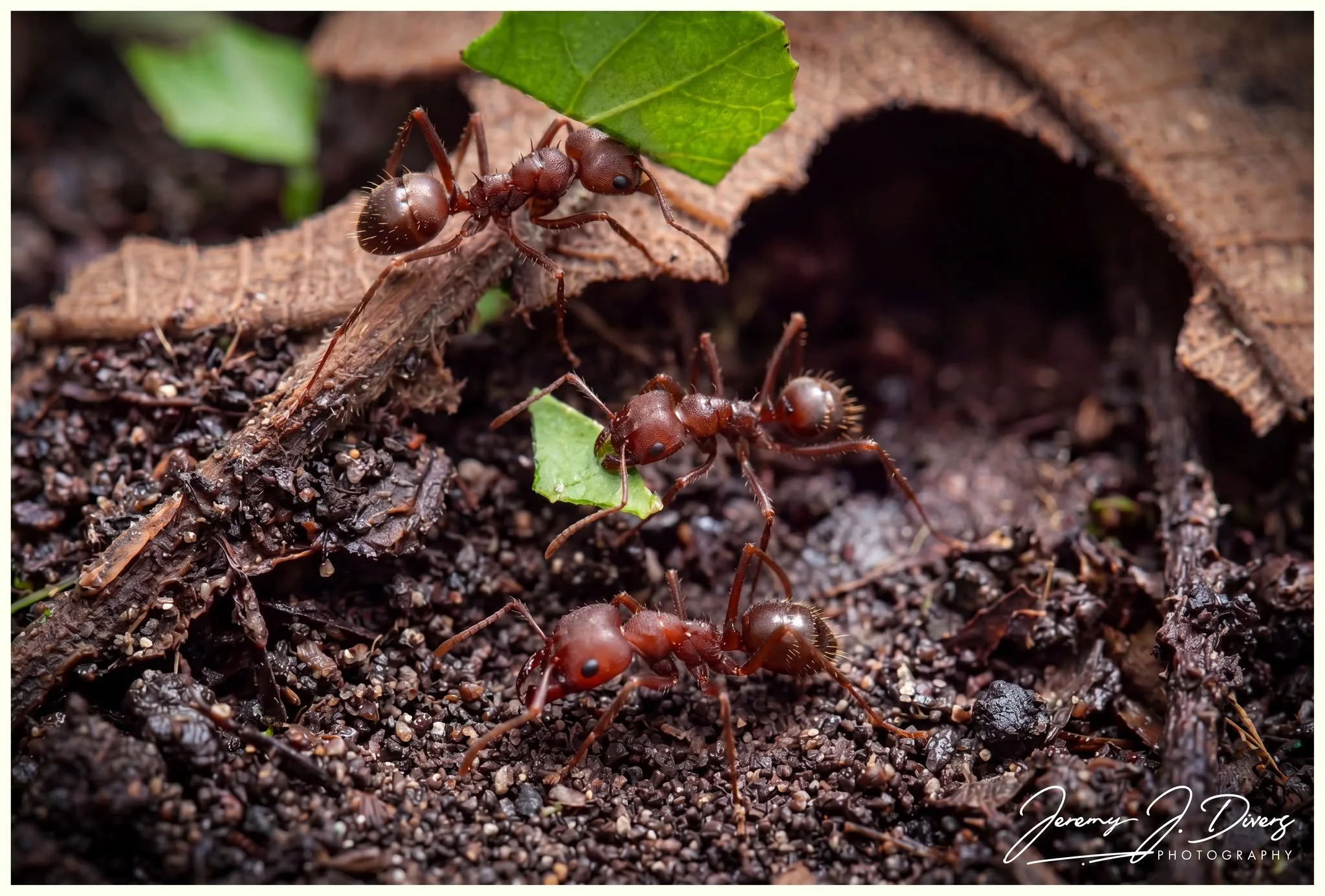 "Leaf Cutter Ants" (A) Tirimbina Biological Reserve, Costa Rica
