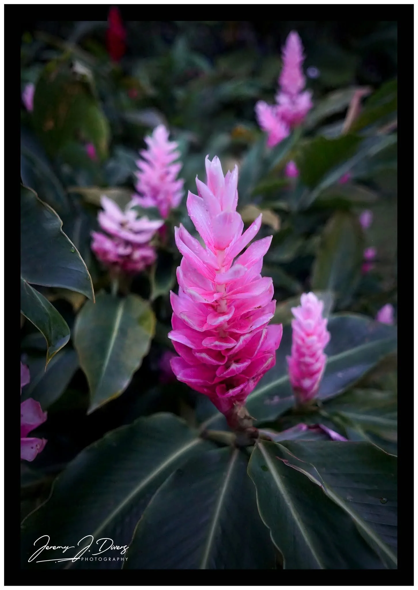 "Pink Ginger" Costa Rica