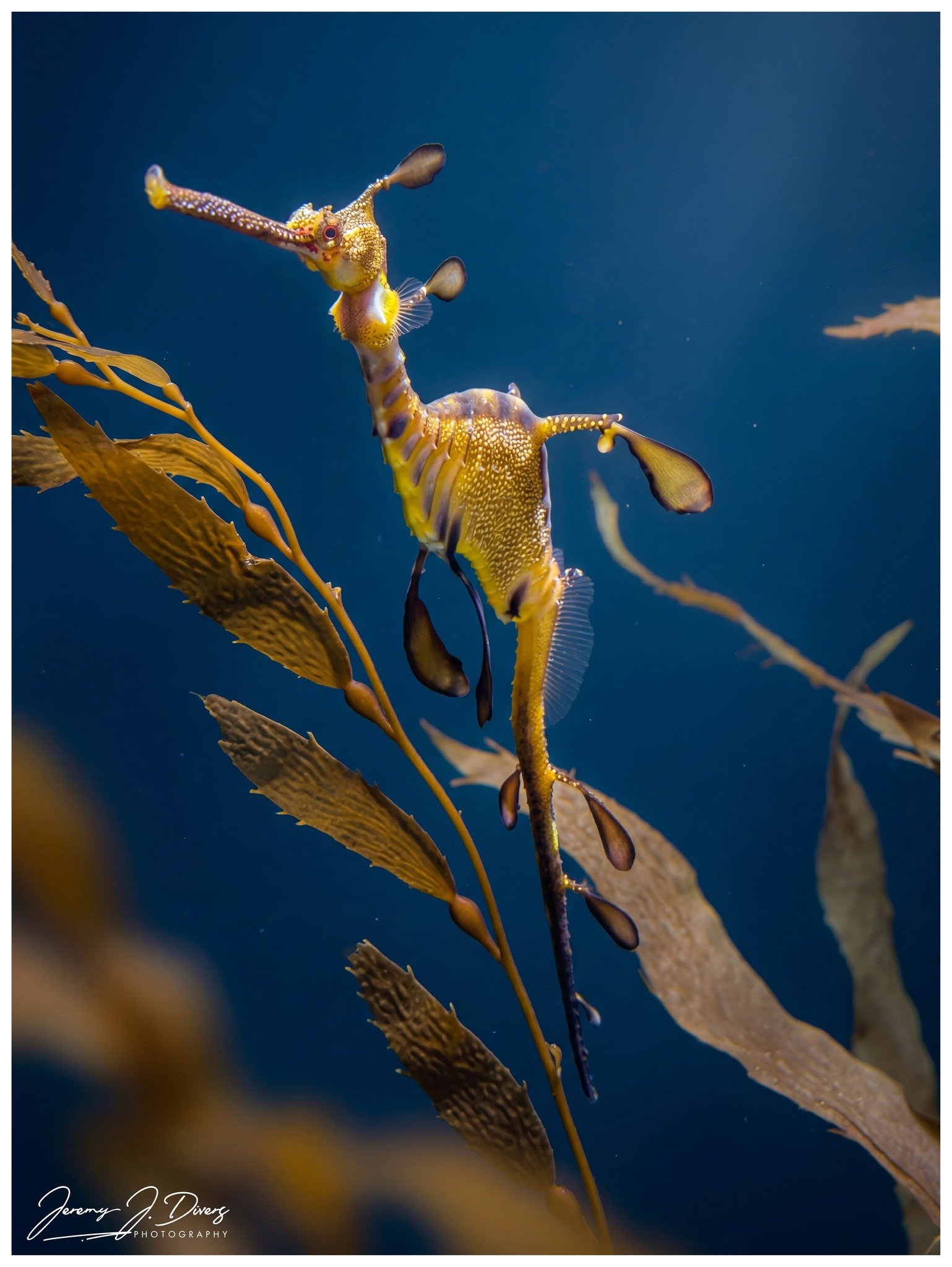 Weedy Sea Dragon