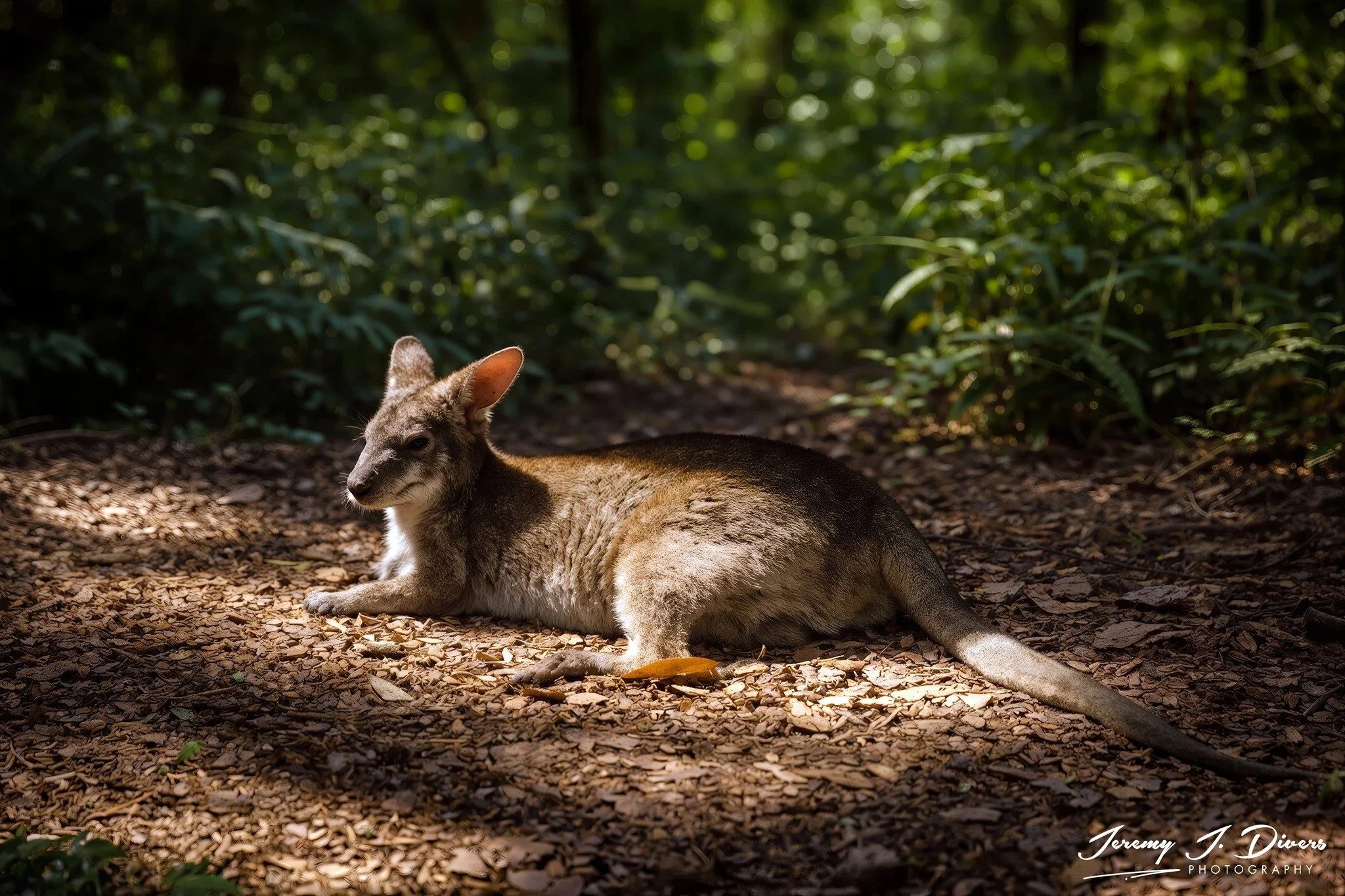 "Wallaby Lallaby" San Diego Zoo, California