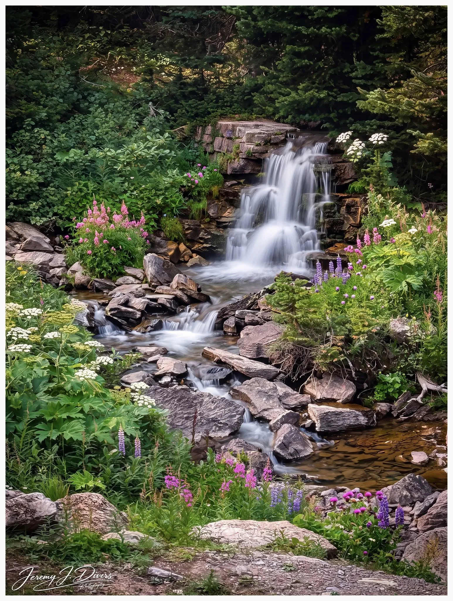 "Cascade in Bloom" Banff National Park, Alberta, Canada