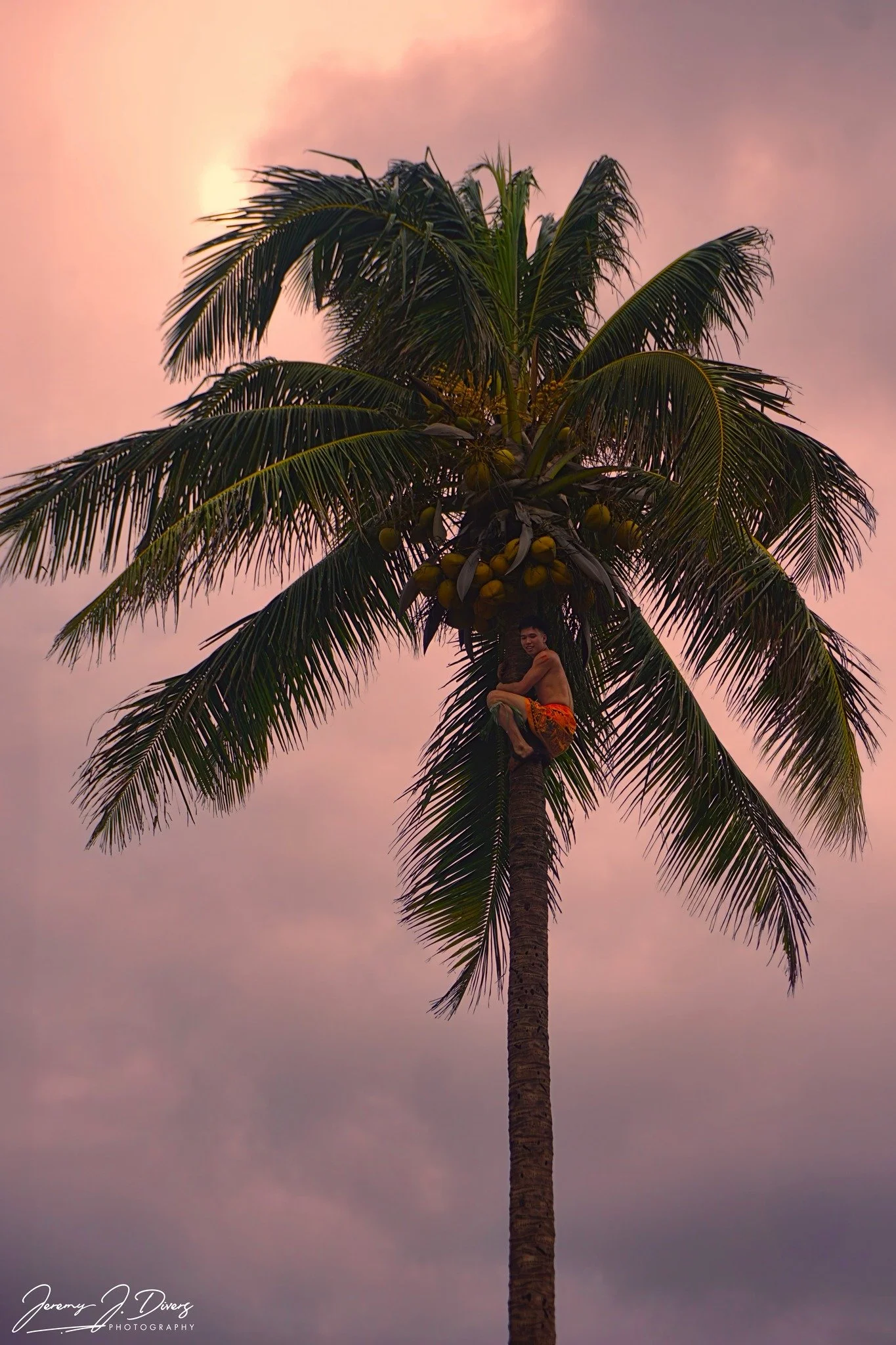 "Coconut Tree Climber" Polynesian Cultural Center, Laie, Oahu, Hawaii