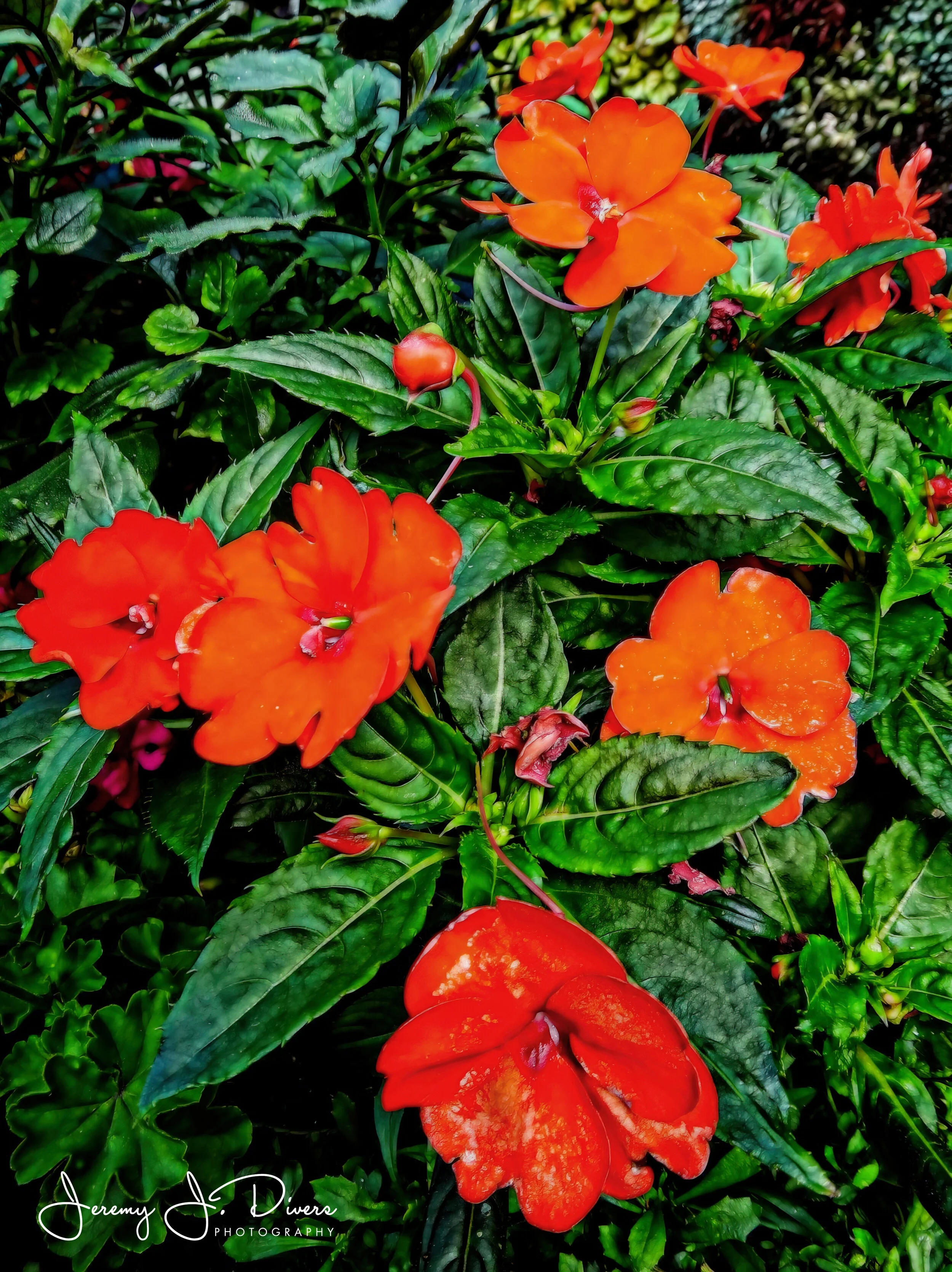 "Orange Impatiens"