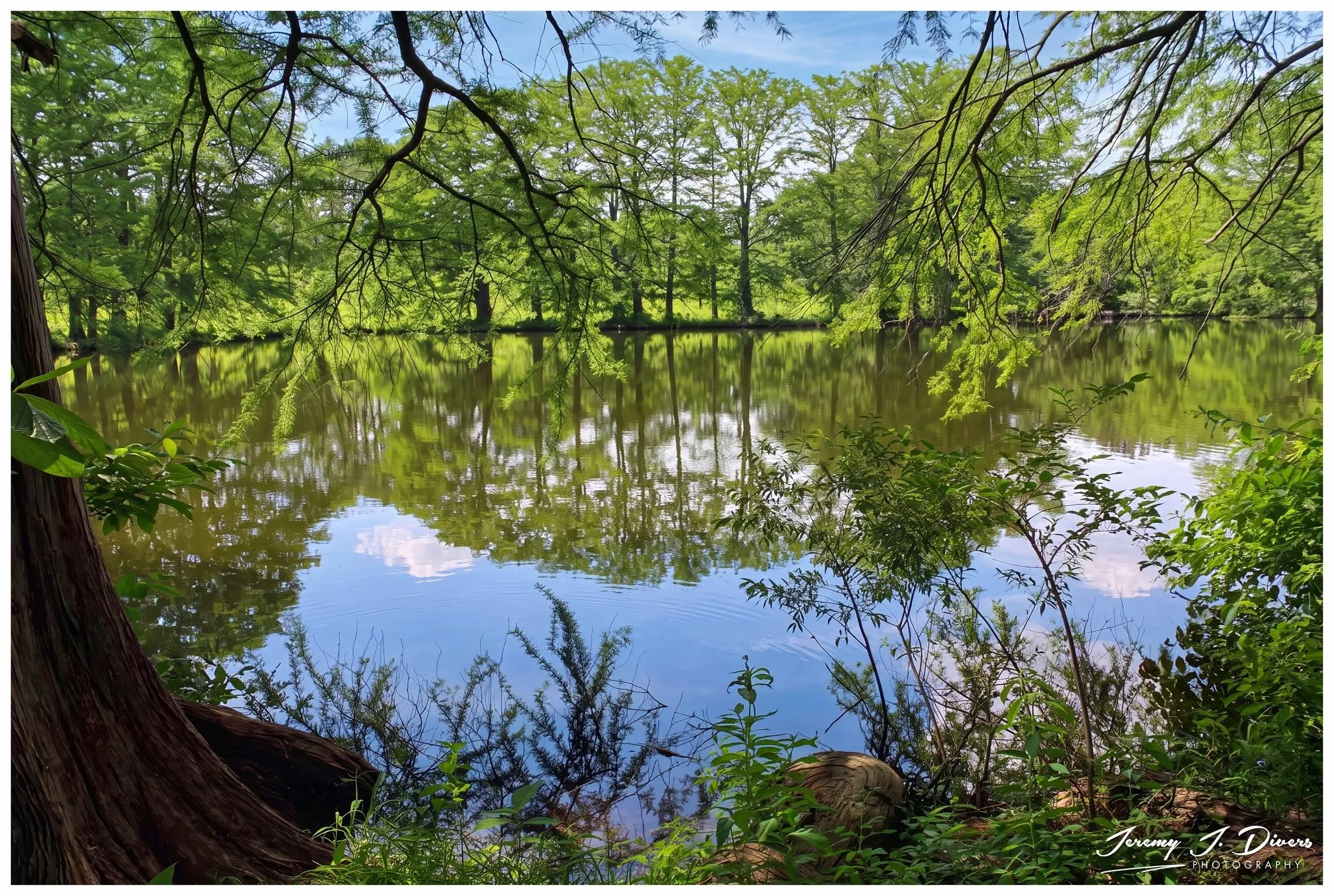 "Views from Cypress Lake," (A) Shaw Nature Reserve, Gray Summit, MO
