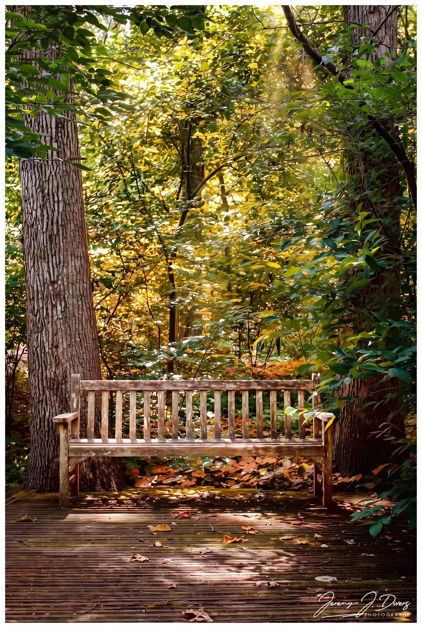"Where the Light Rests" Shaw Nature Reserve, Gray Summit, MO