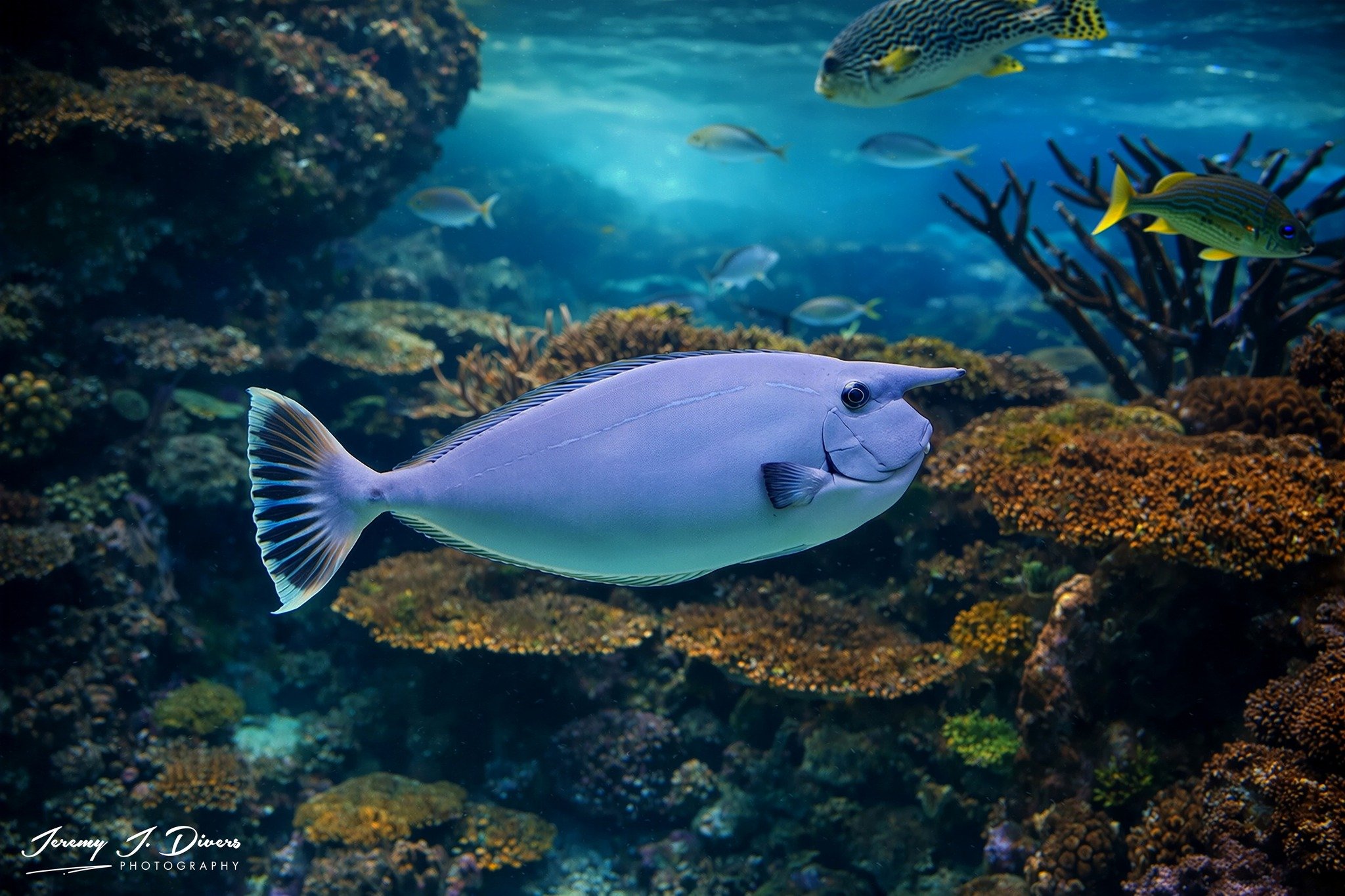 Whitemargin Unicornfish (B)