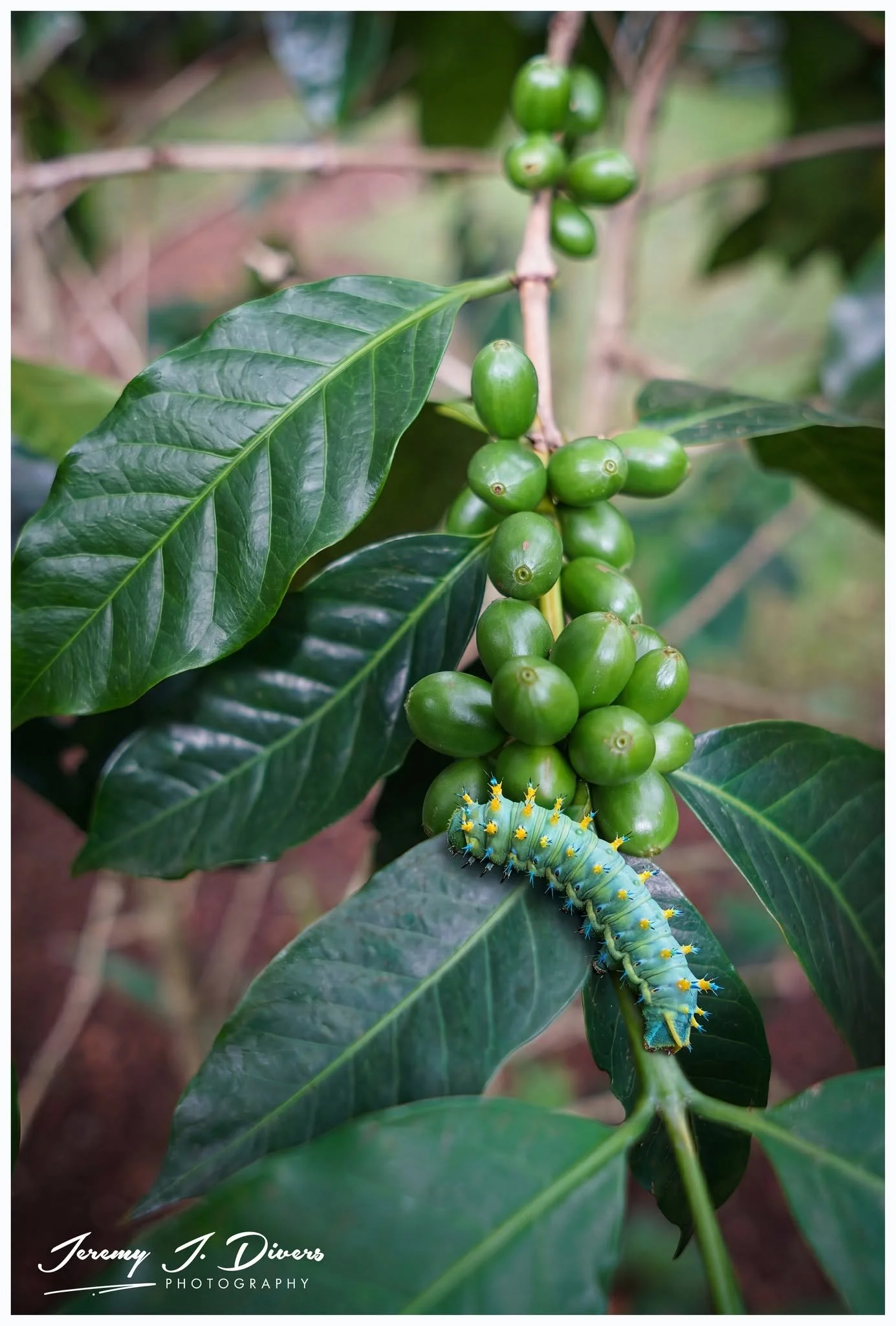"Cecropia Moth Caterpillar on a Coffee Plant" Café Britt, San Jose, Costa Rica