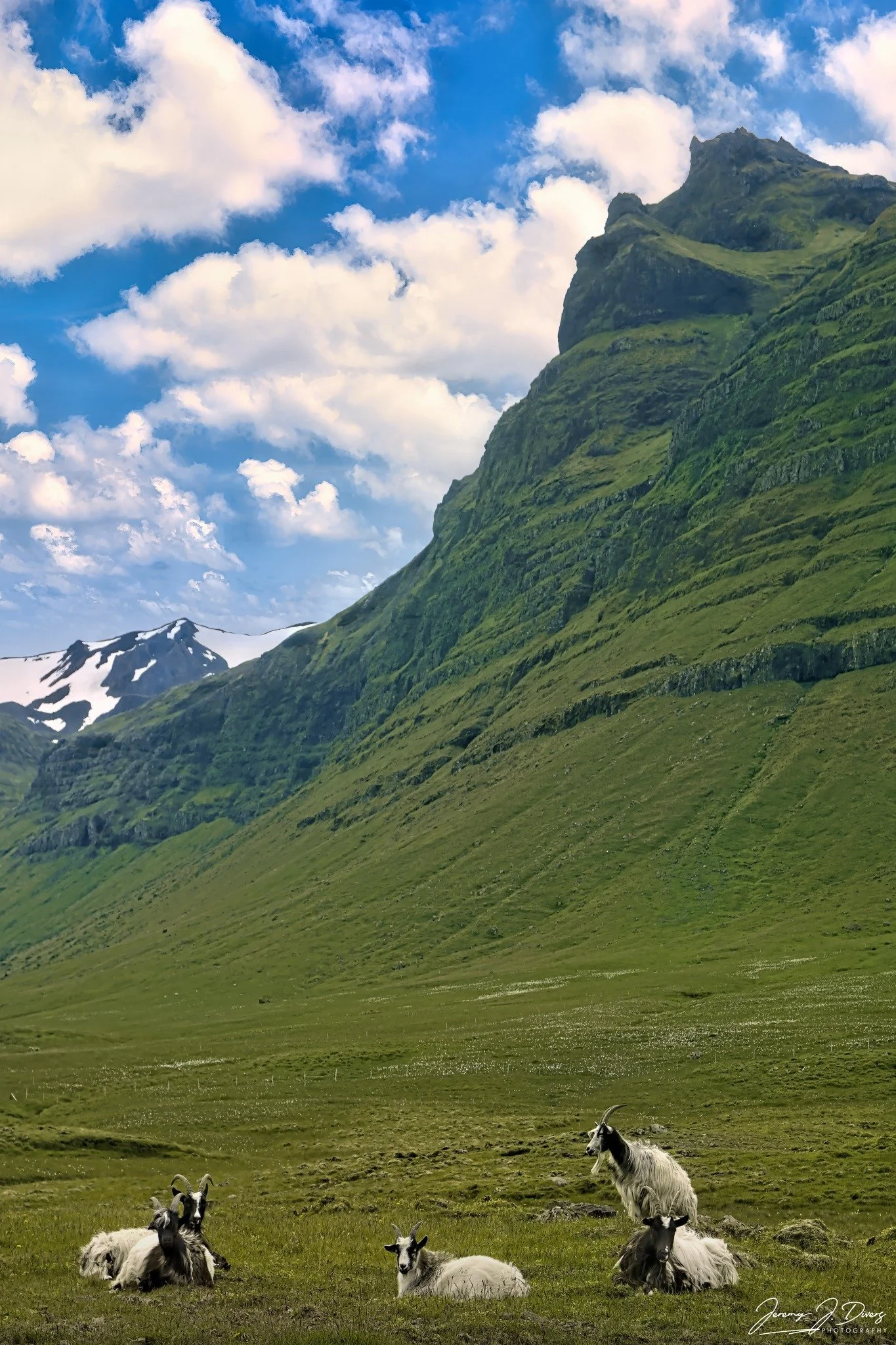 "Goat Family Picnic" Grundarfjörður, Iceland