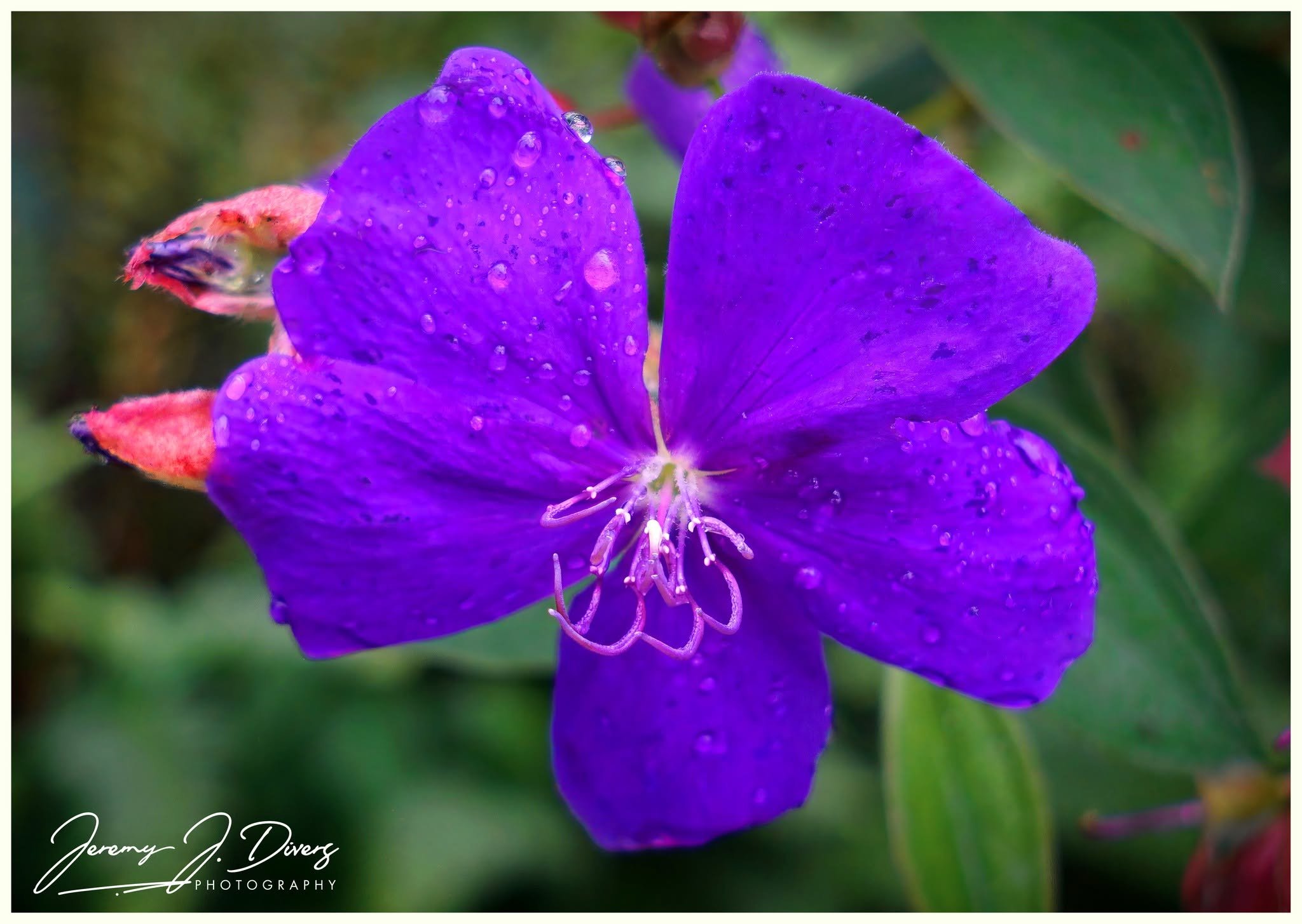 "Princess Flowers" (A) Parque de La Fortuna, Costa Rica