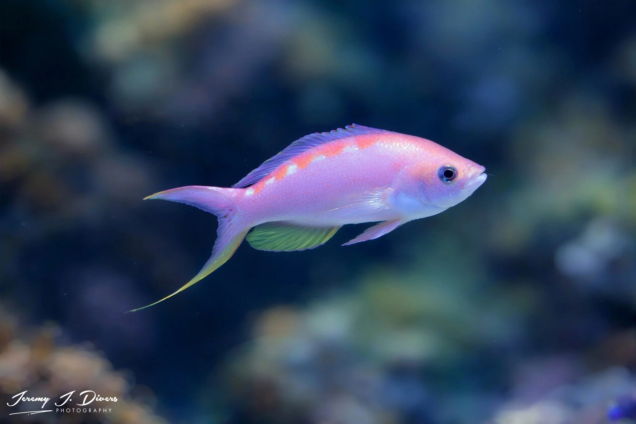 Bali Lunate Anthias