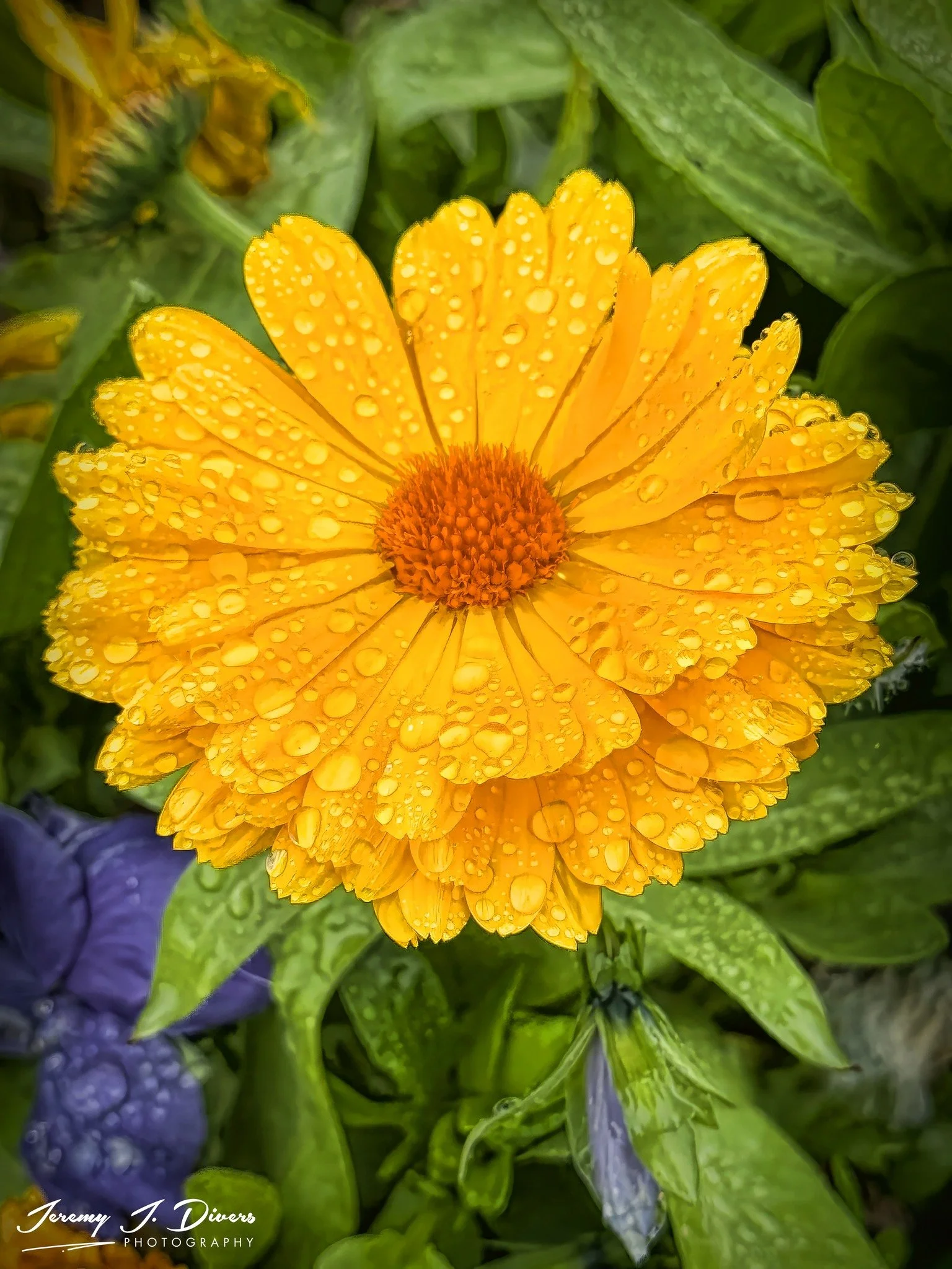 "Calendula" Reykjavik, Iceland
