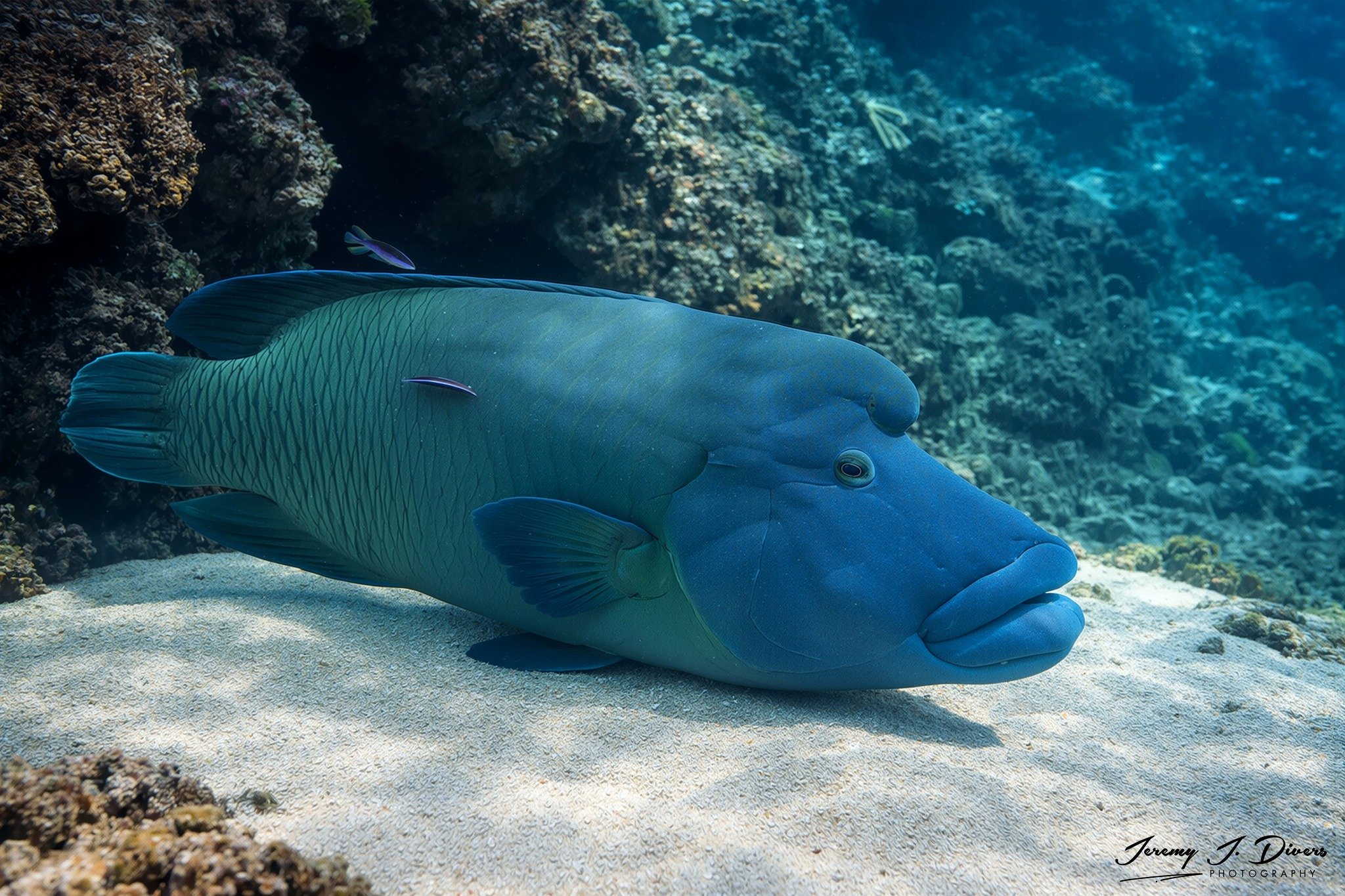 Humphead Wrasse (C)
