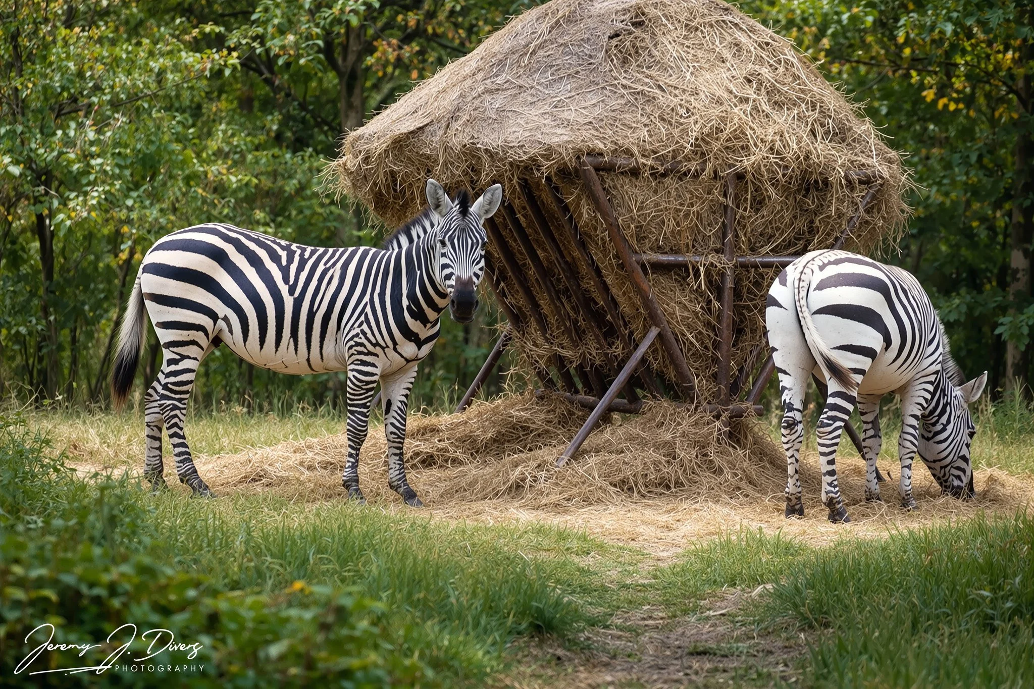 “Striped Serenity at the Haystack” Branson Animal Safari Park
