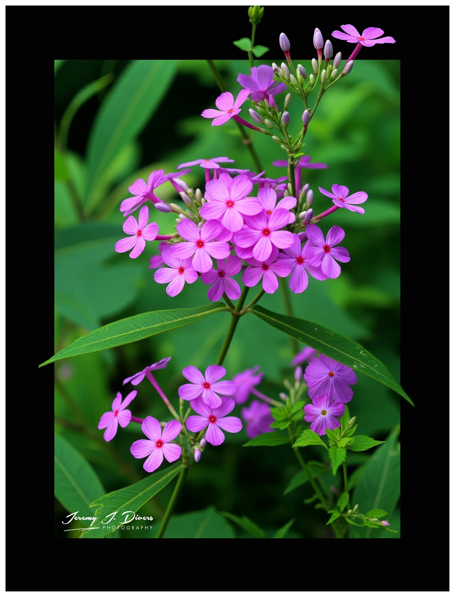 "Phlox glaberrima" Shaw Nature Reserve, Gray Summit, Missouri
