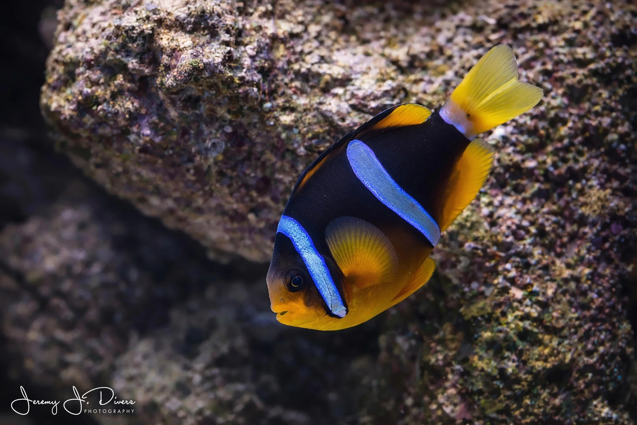 Allard's Clownfish (A)