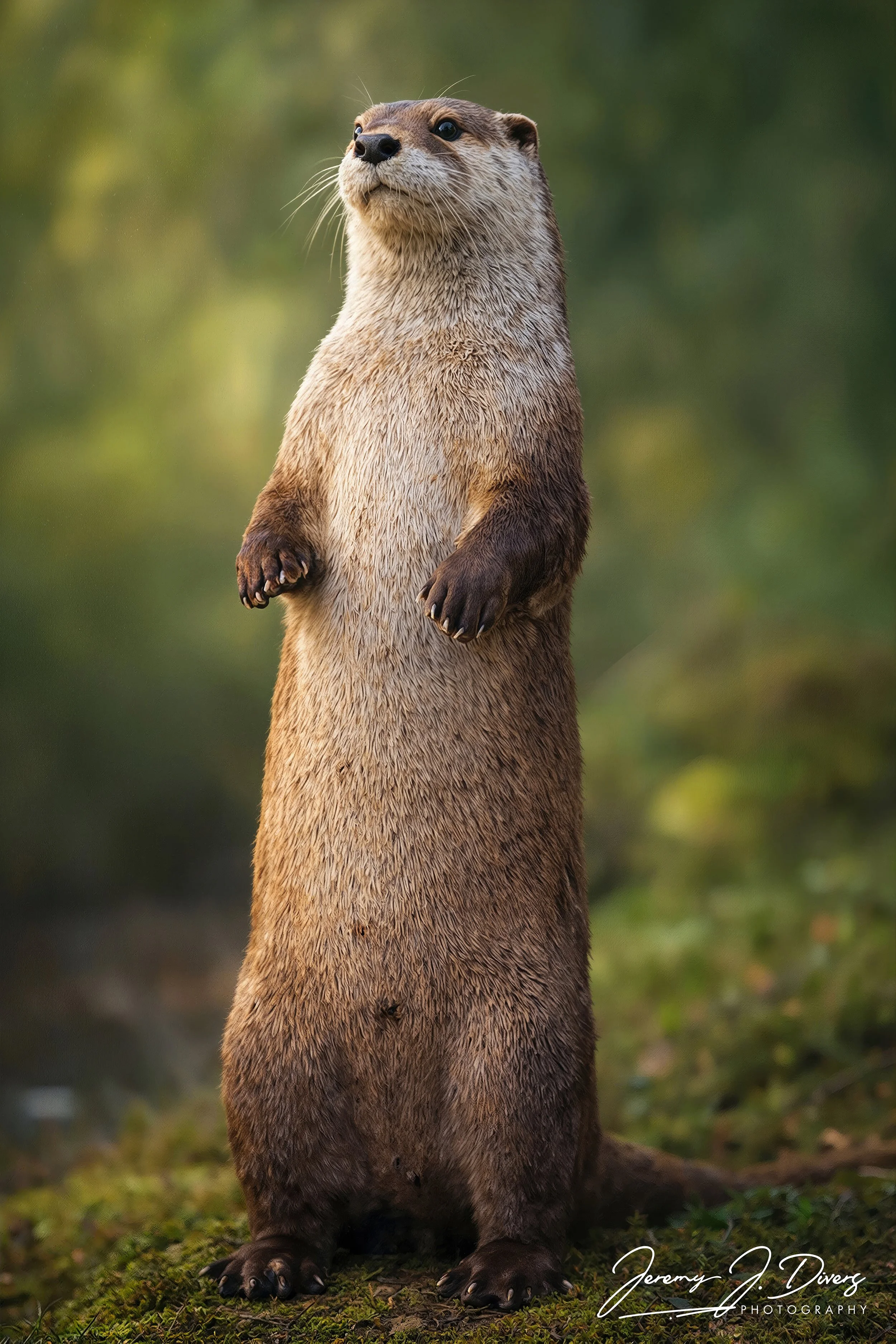 "The Otter King"