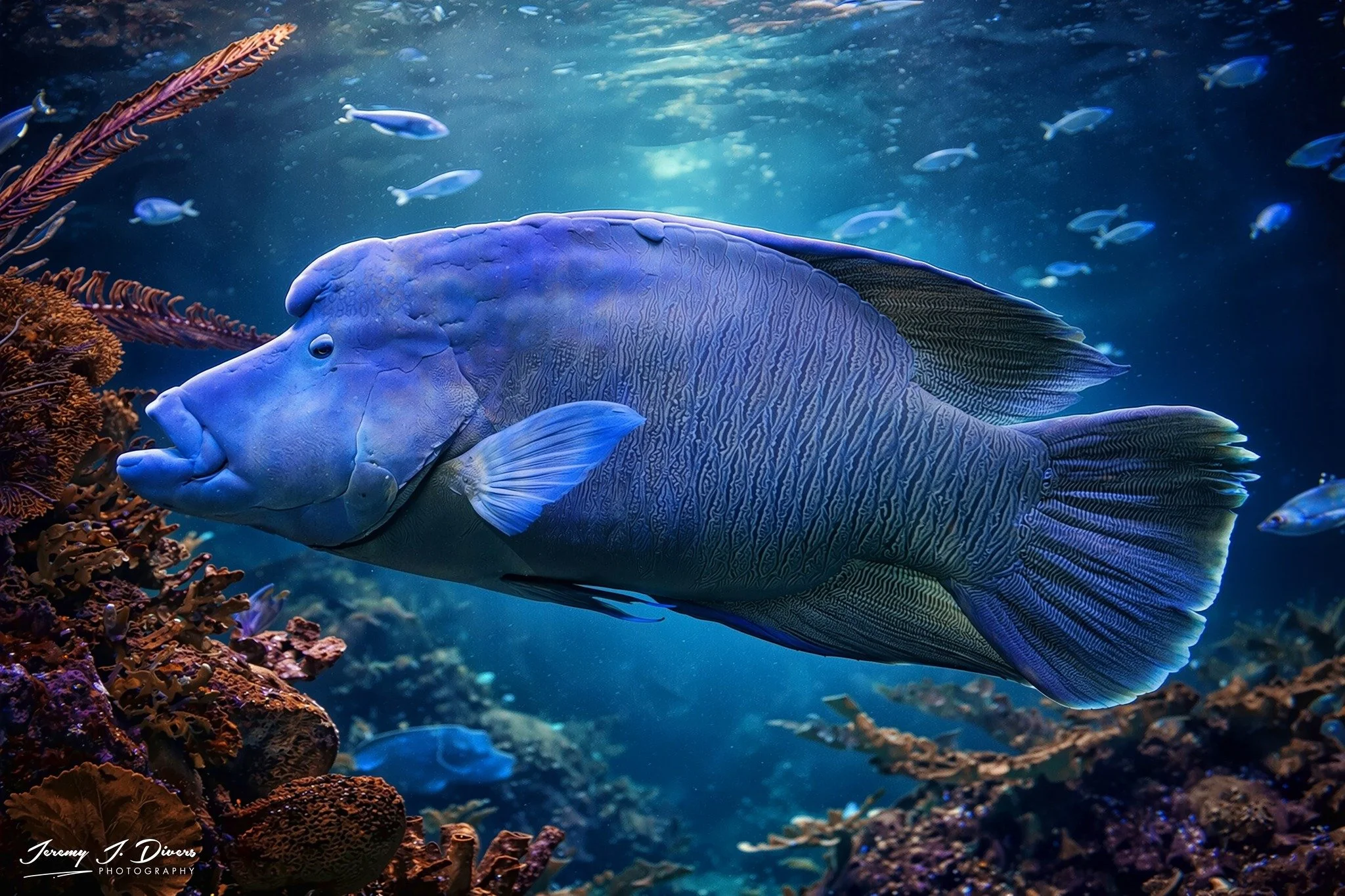 Humphead Wrasse (A)