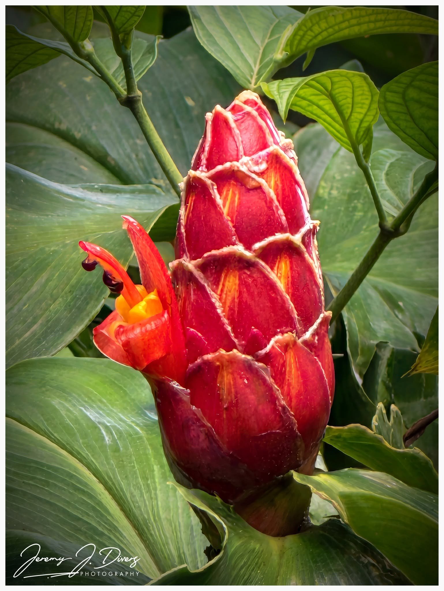"Red Button Ginger" (B) Arenal Volcano National Park, Costa Rica