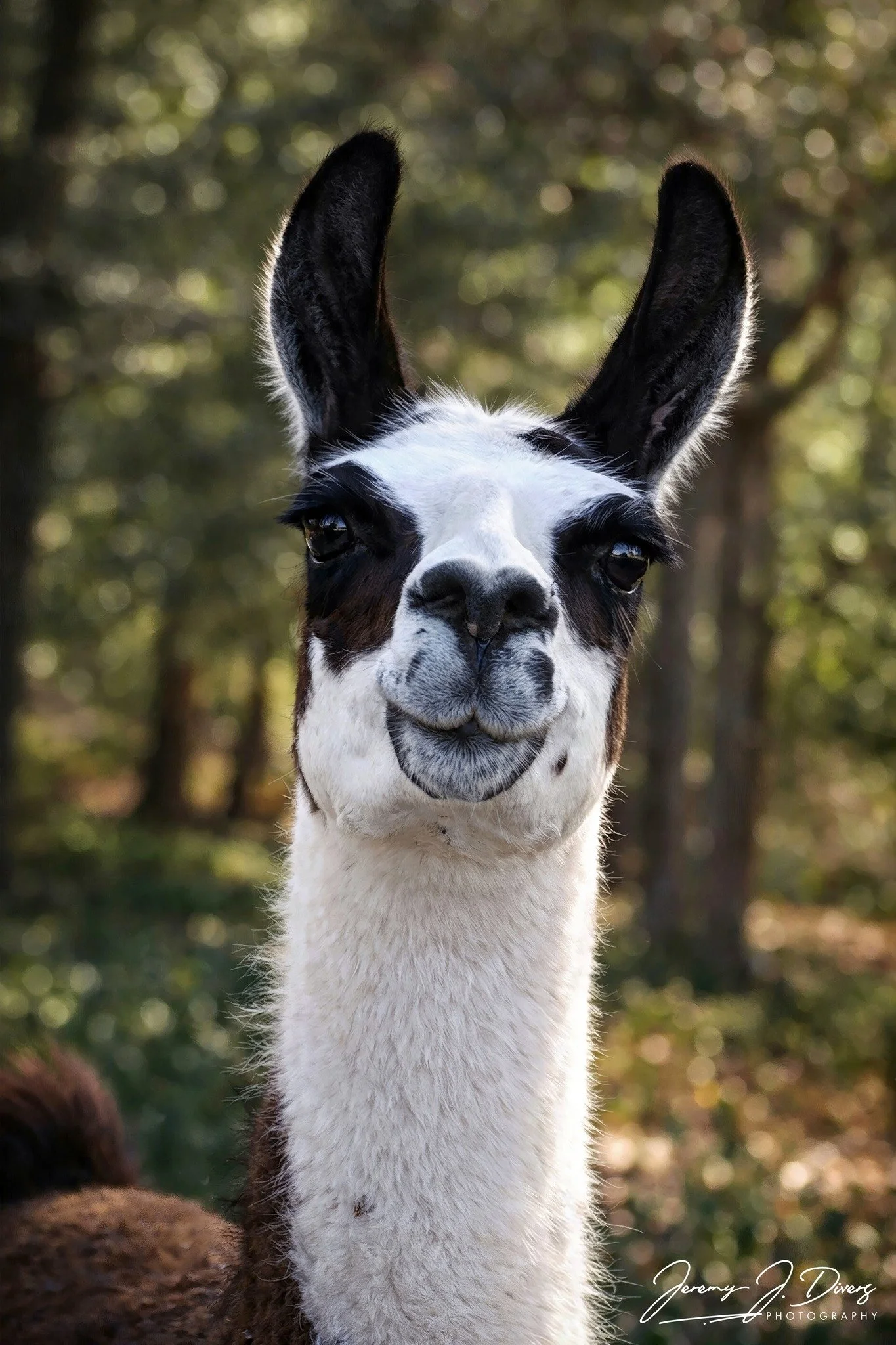 "Sir Smiles-a-Lot" Branson Animal Safari Park