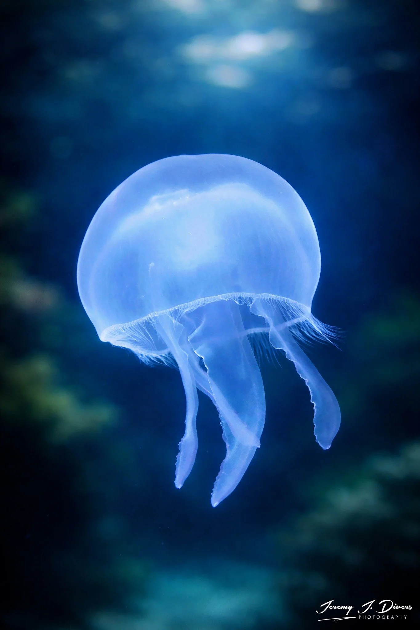 Moon Jellyfish (A)