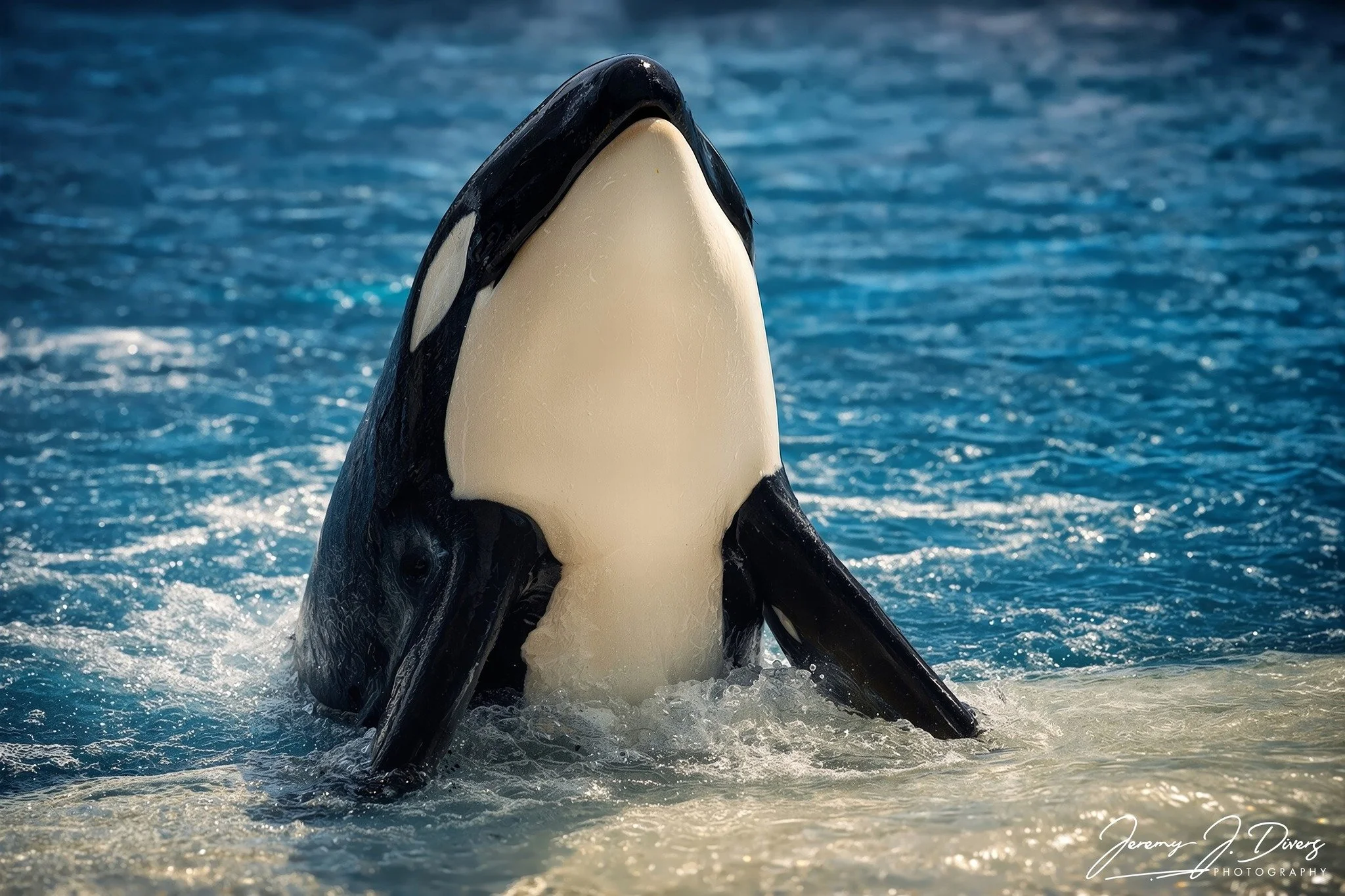 "Shamu" (B) Sea World, San Diego, California