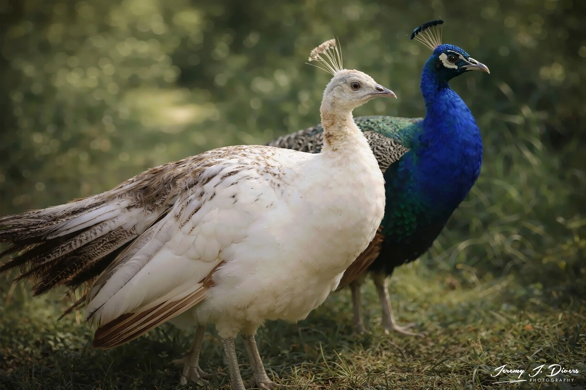“Ivory & Sapphire” Branson Animal Safari