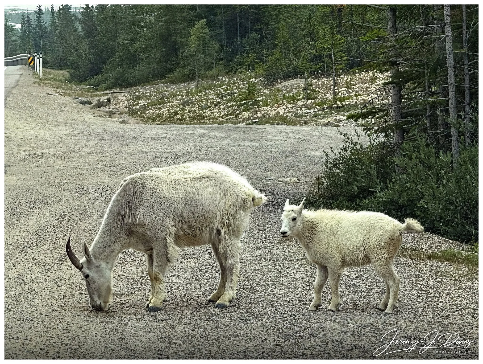 "Canadian Rocky Mountain Goats" (B) Banff National Park, Alberta, Canada