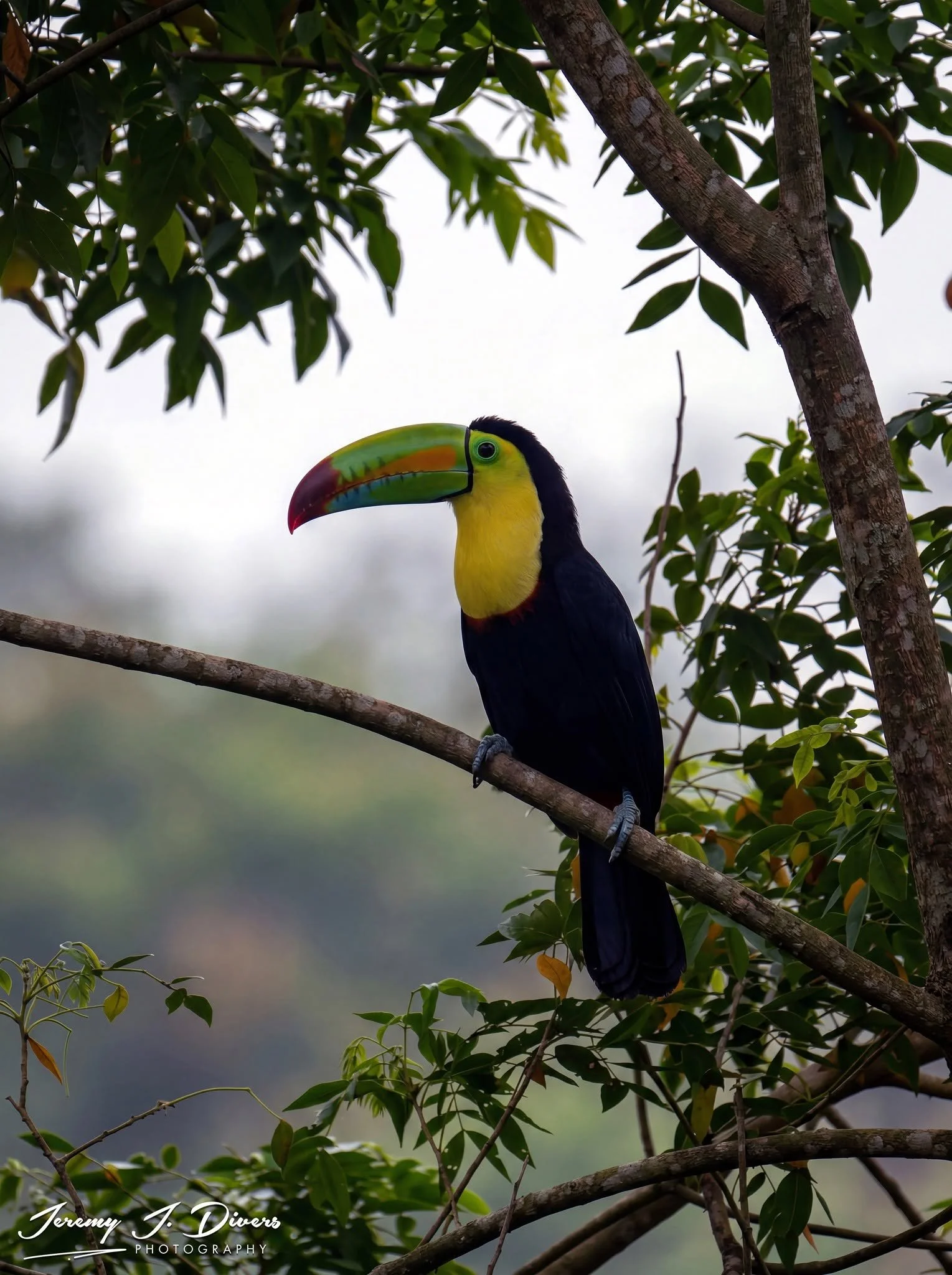 "From the Land of Toucan Sam" Hotel La Hacienda, Alajuela Province, Costa Rica